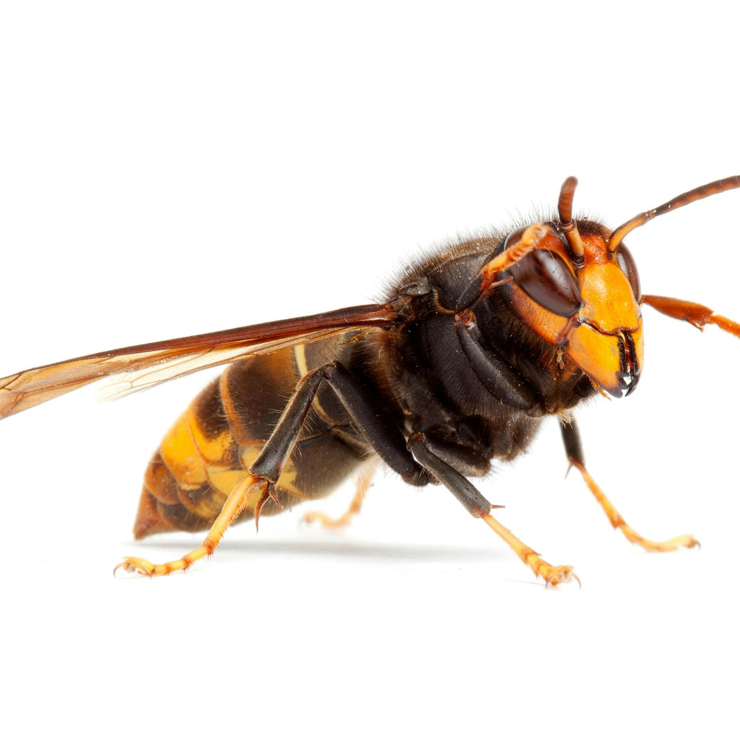 A biosecurity alert as Asian hornet captured in Ireland