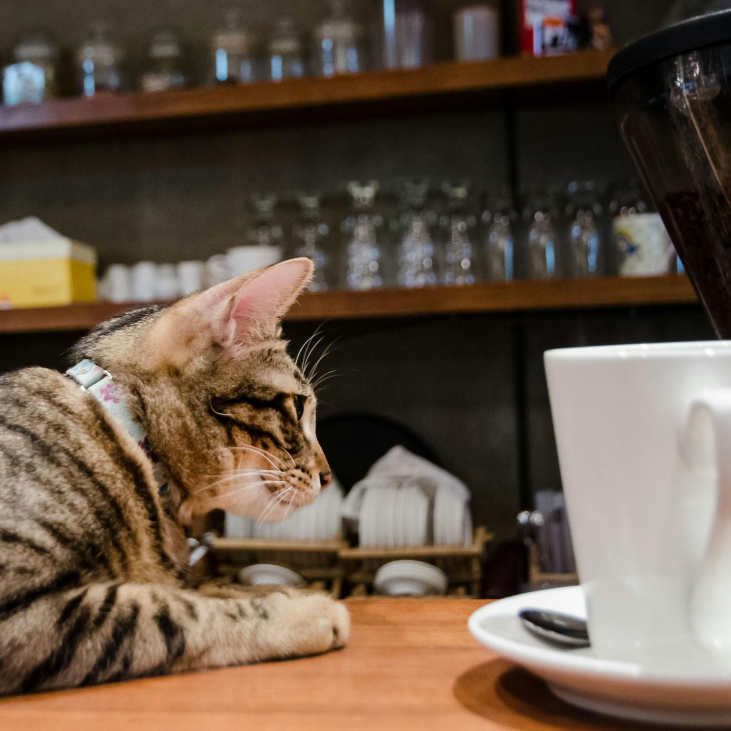 Should public dining areas be pet free zones?