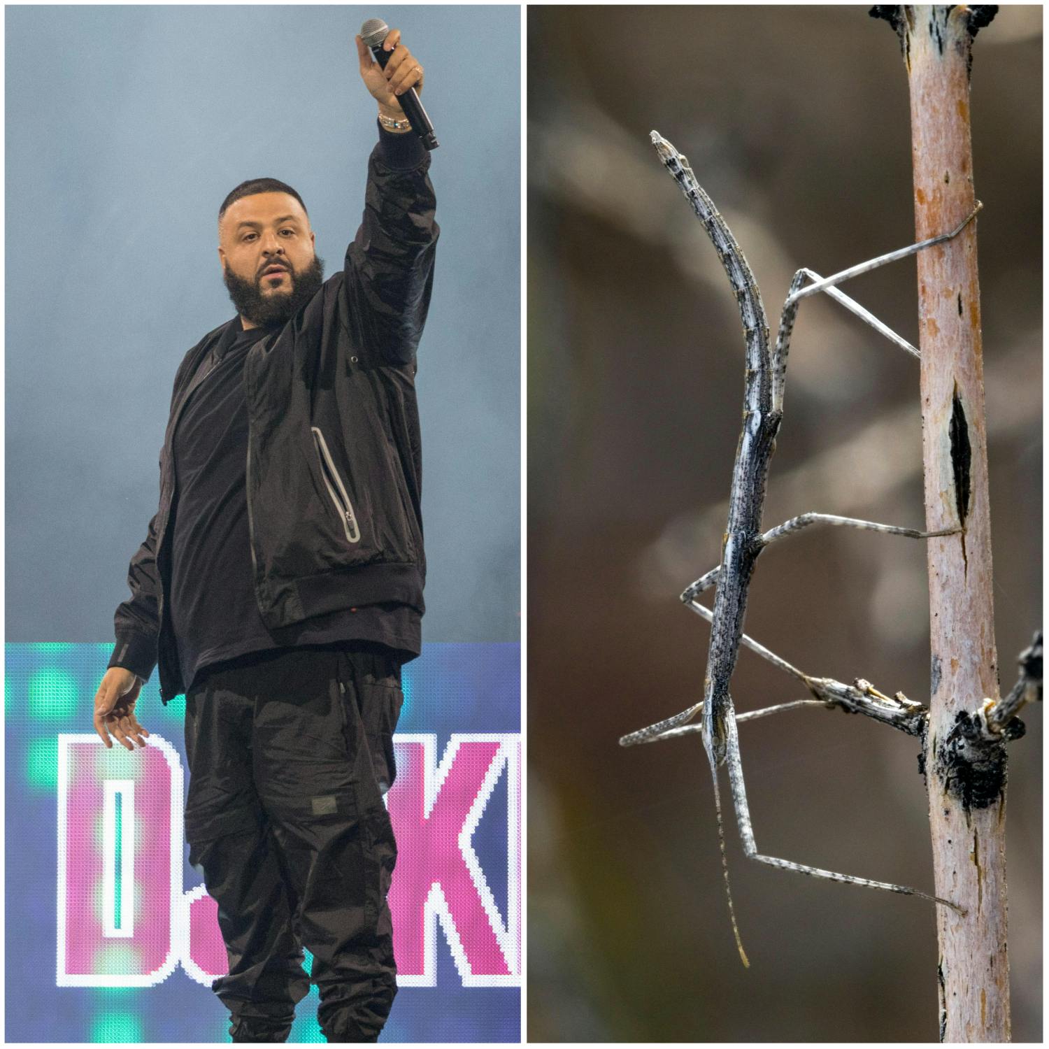 DJ Khaled's Hunt For A Second Hand Watch, And Songs About Stick Insects Image