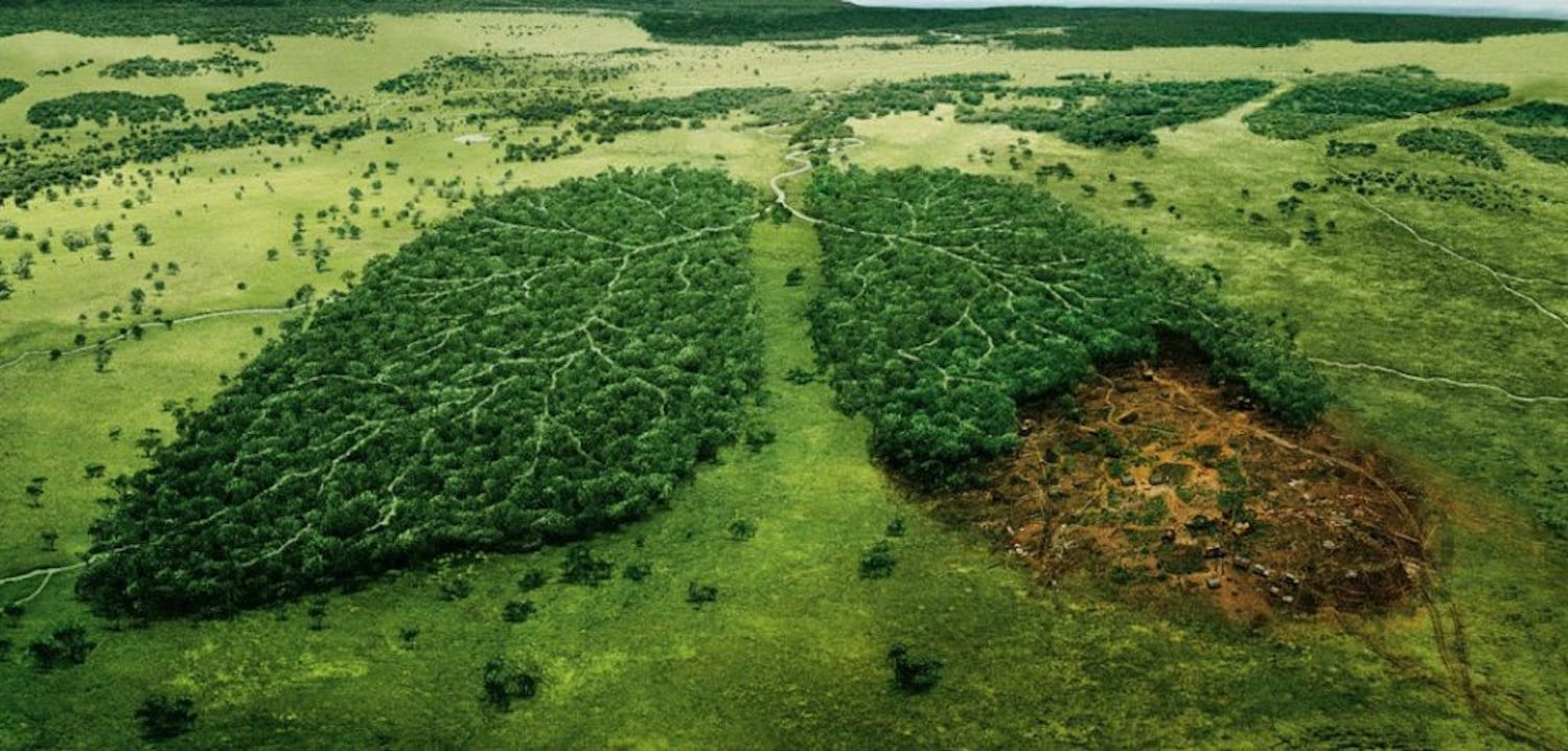 Implications for Our Future: UN Report on Rapid Decline of Biodiversity episode artwork