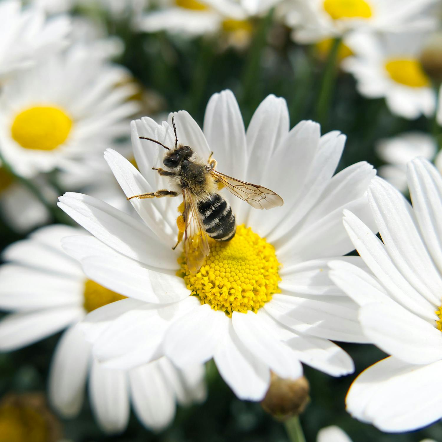 How to keep insects out of the house