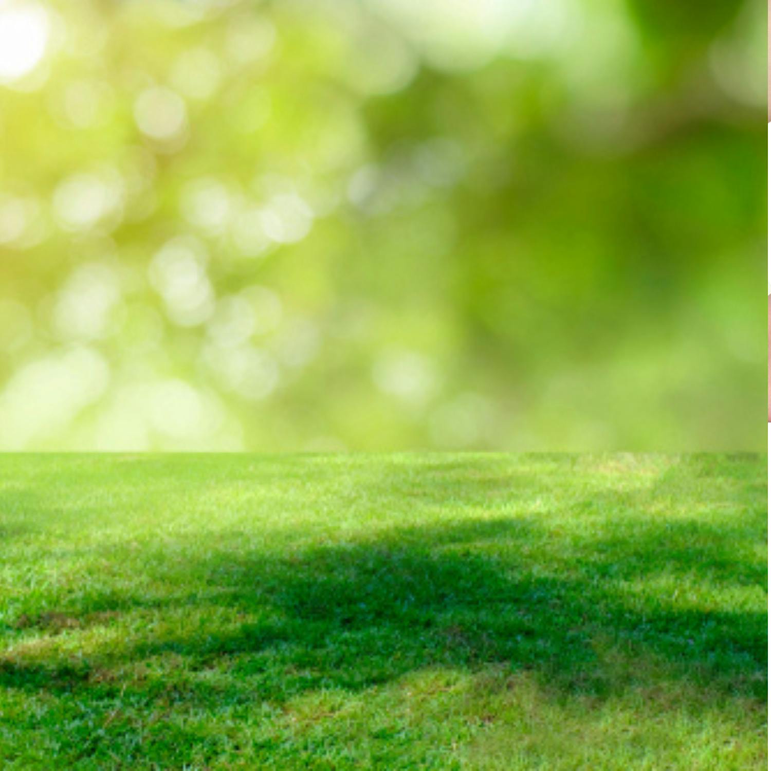 May is the ideal time to sow a new lawn