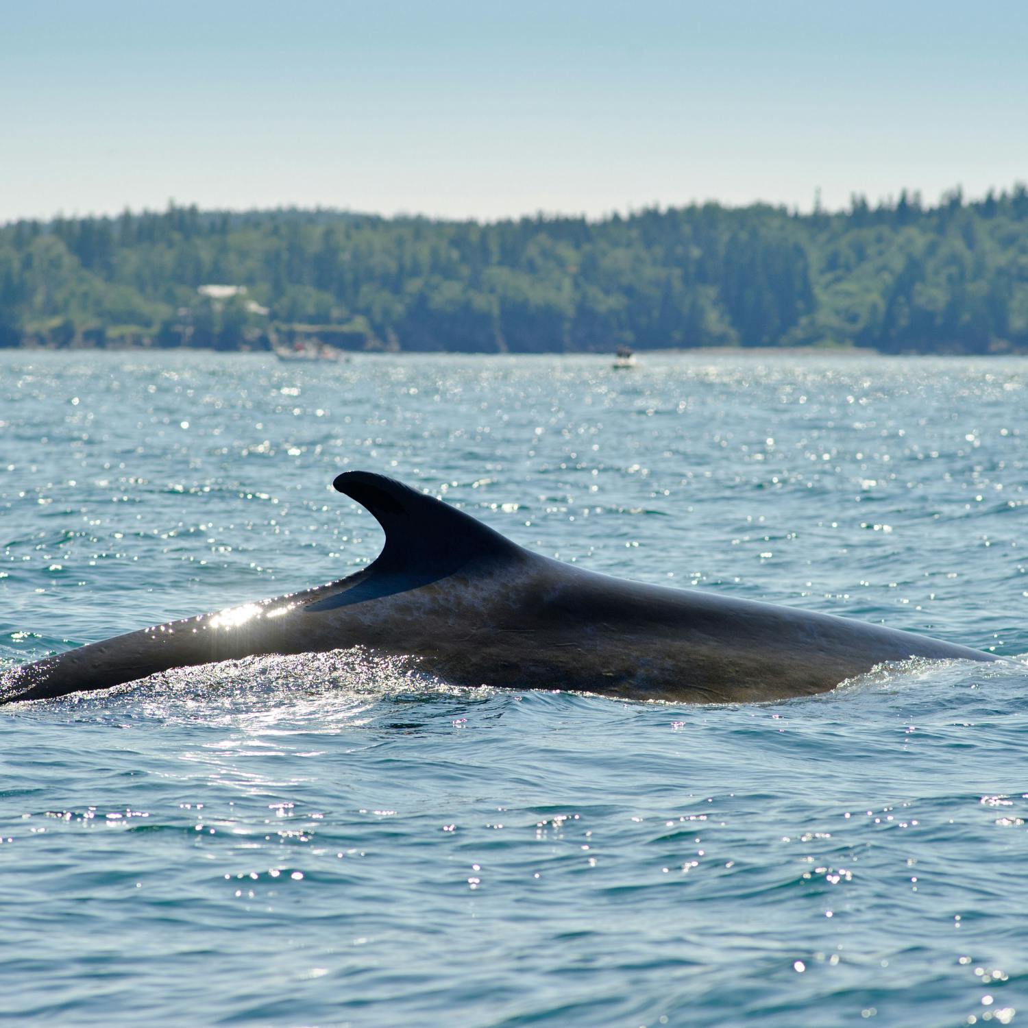 Why whales have deserted Ireland’s seas in their droves episode artwork