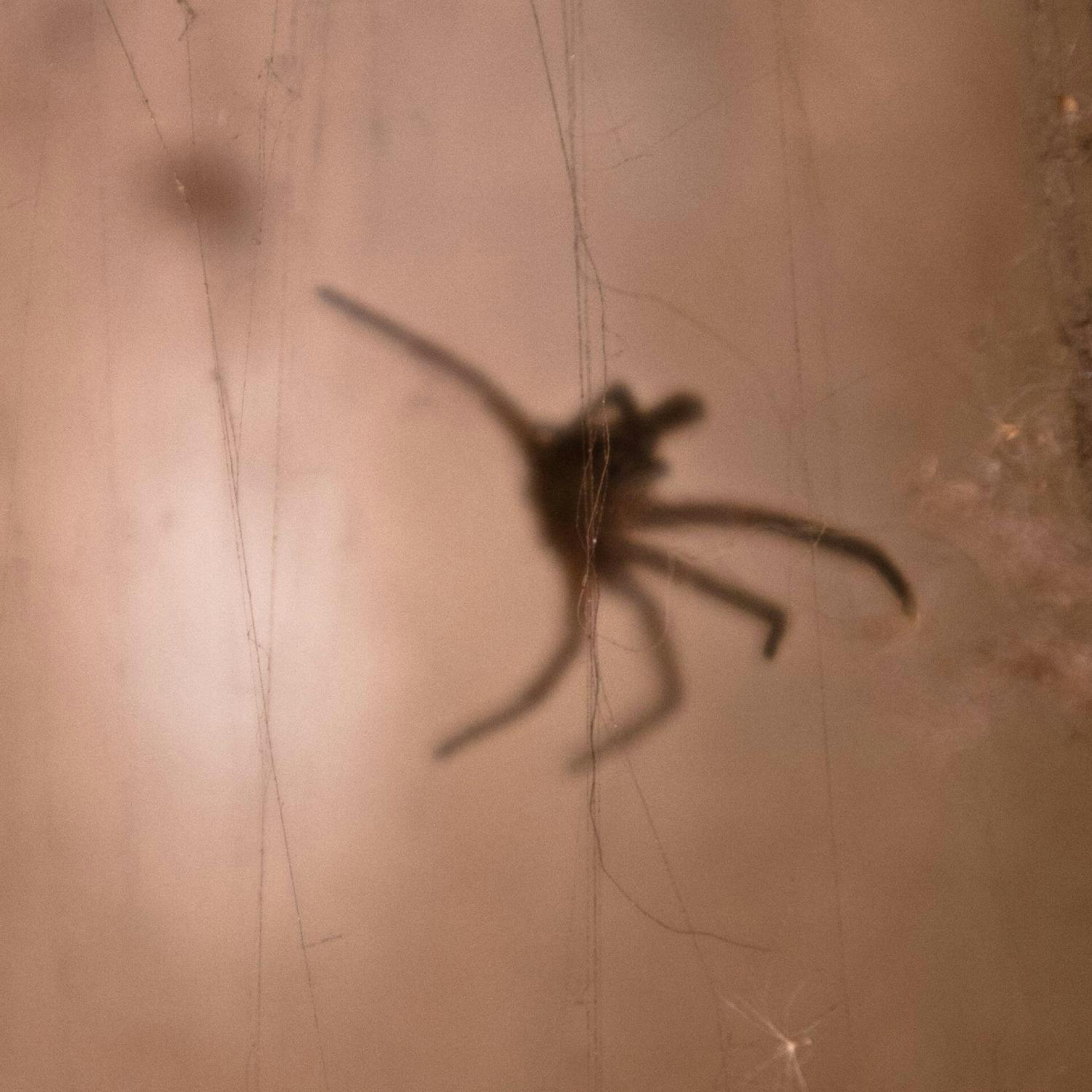 Why do we have irrational fears?