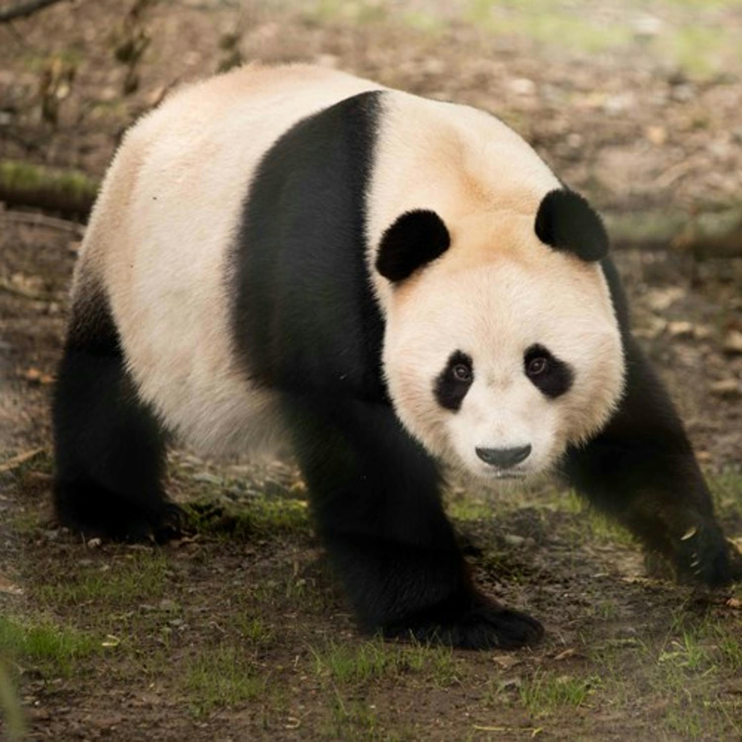 Marty's panda pronunciation fail