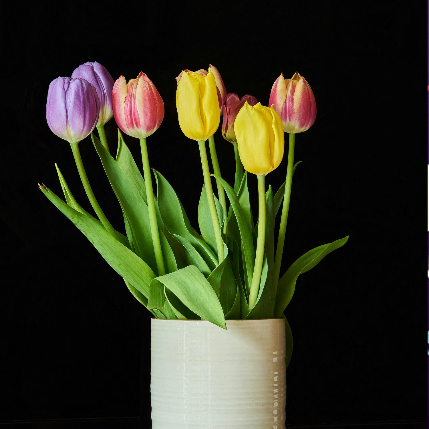 Gardening: Tulip Mania Gardening: Tulip Mania