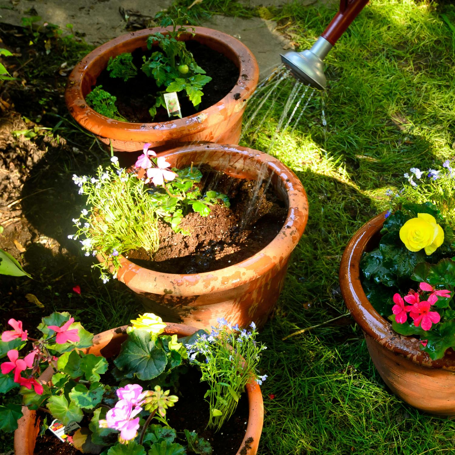 How to help your plants survive during the hose pipe ban Image