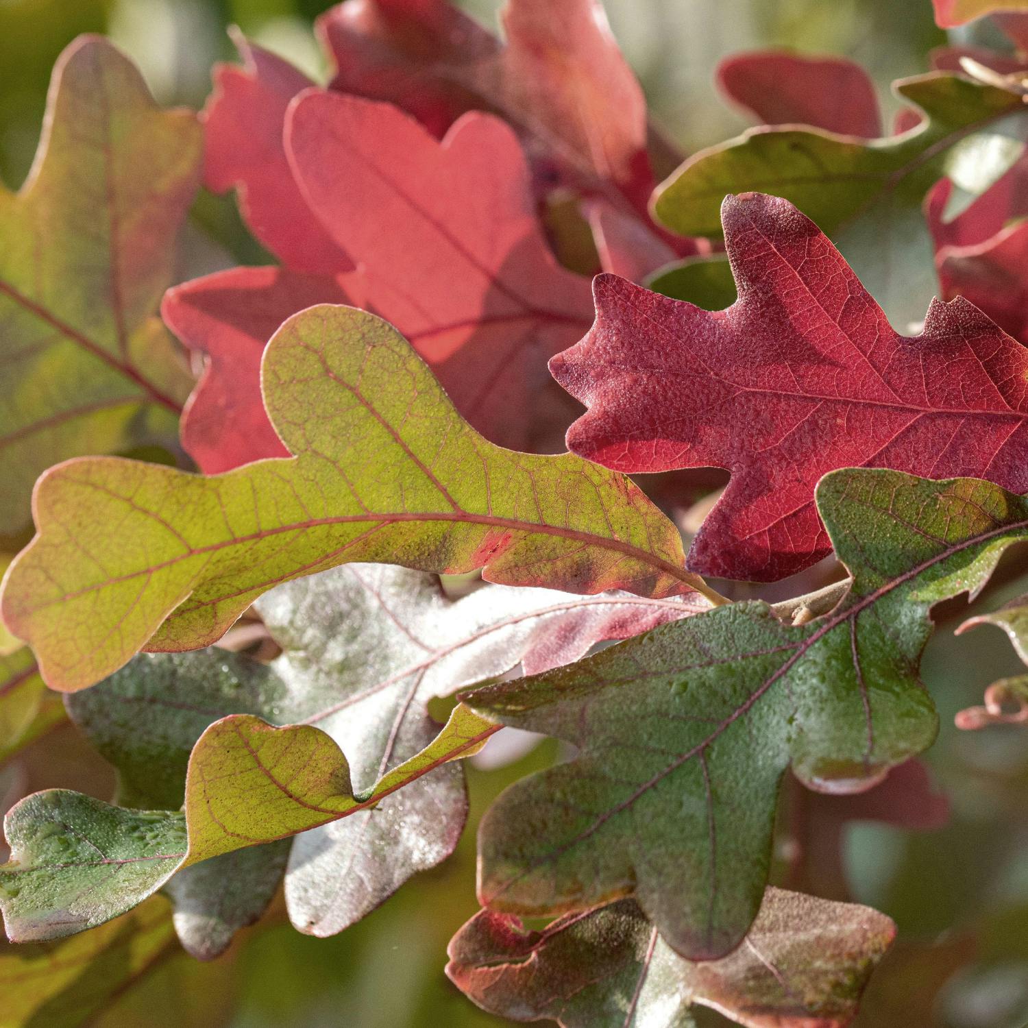 Gardening tips and advice
