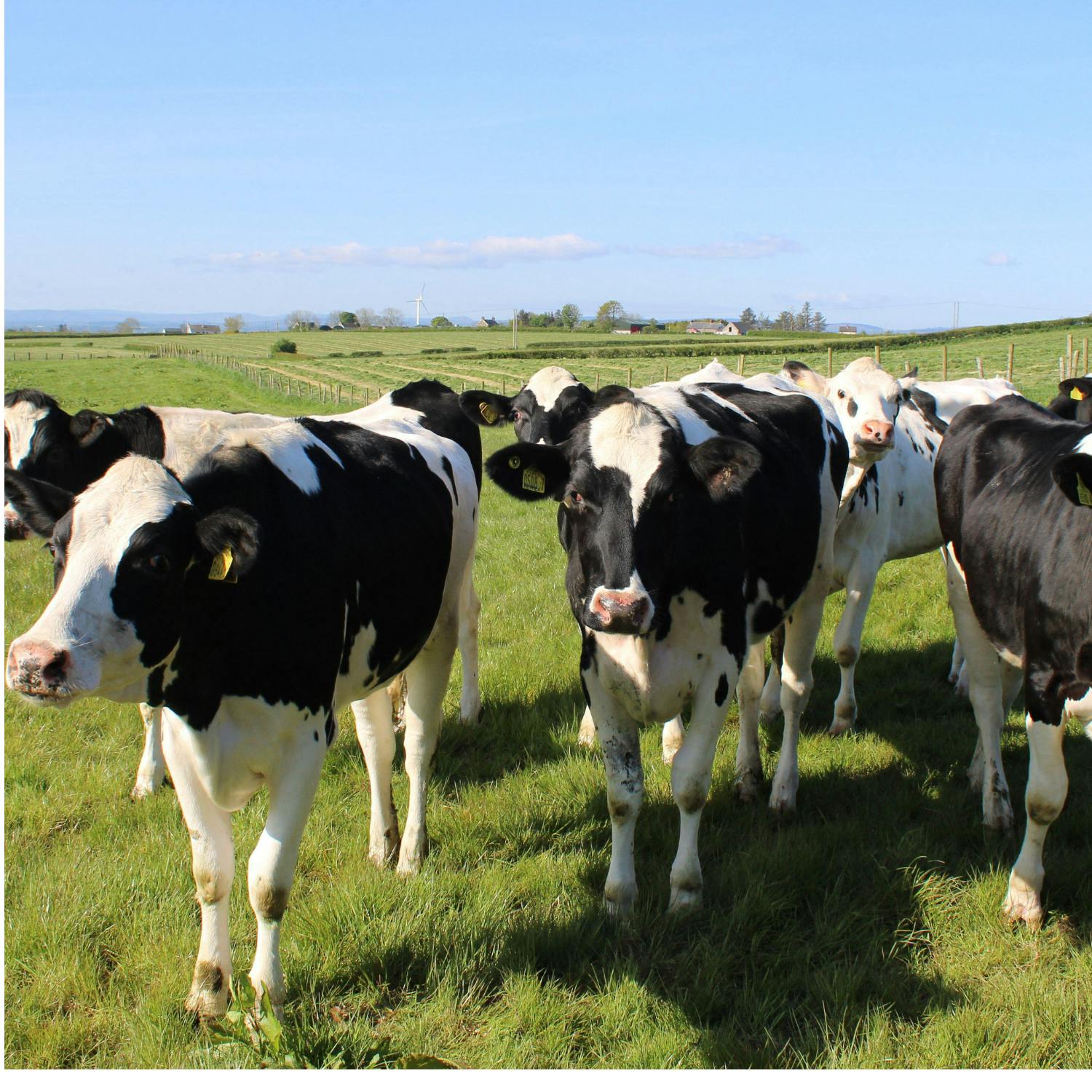 The virtual fencing technology helping farmers