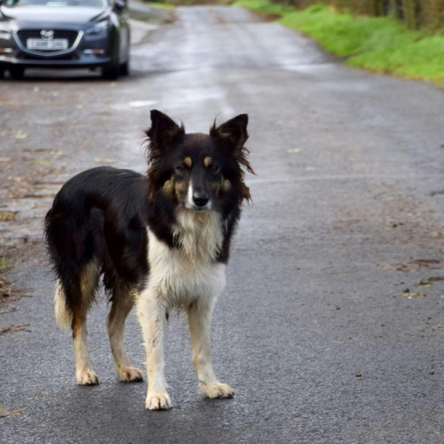 I'm Horrified That My Fella Ran Over a Dog...and DIDN'T Stop!