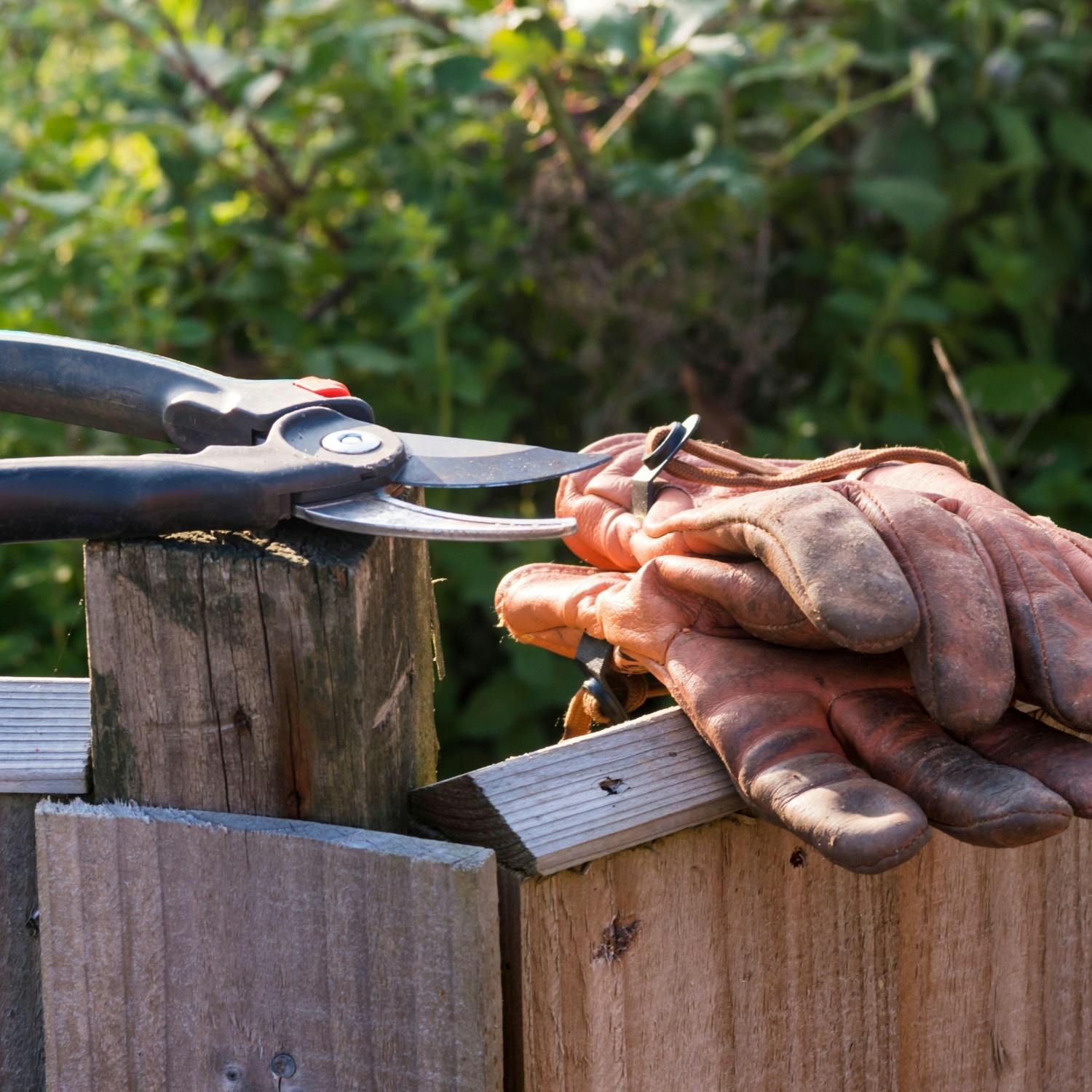 What to plant now that the weather is getting better!
