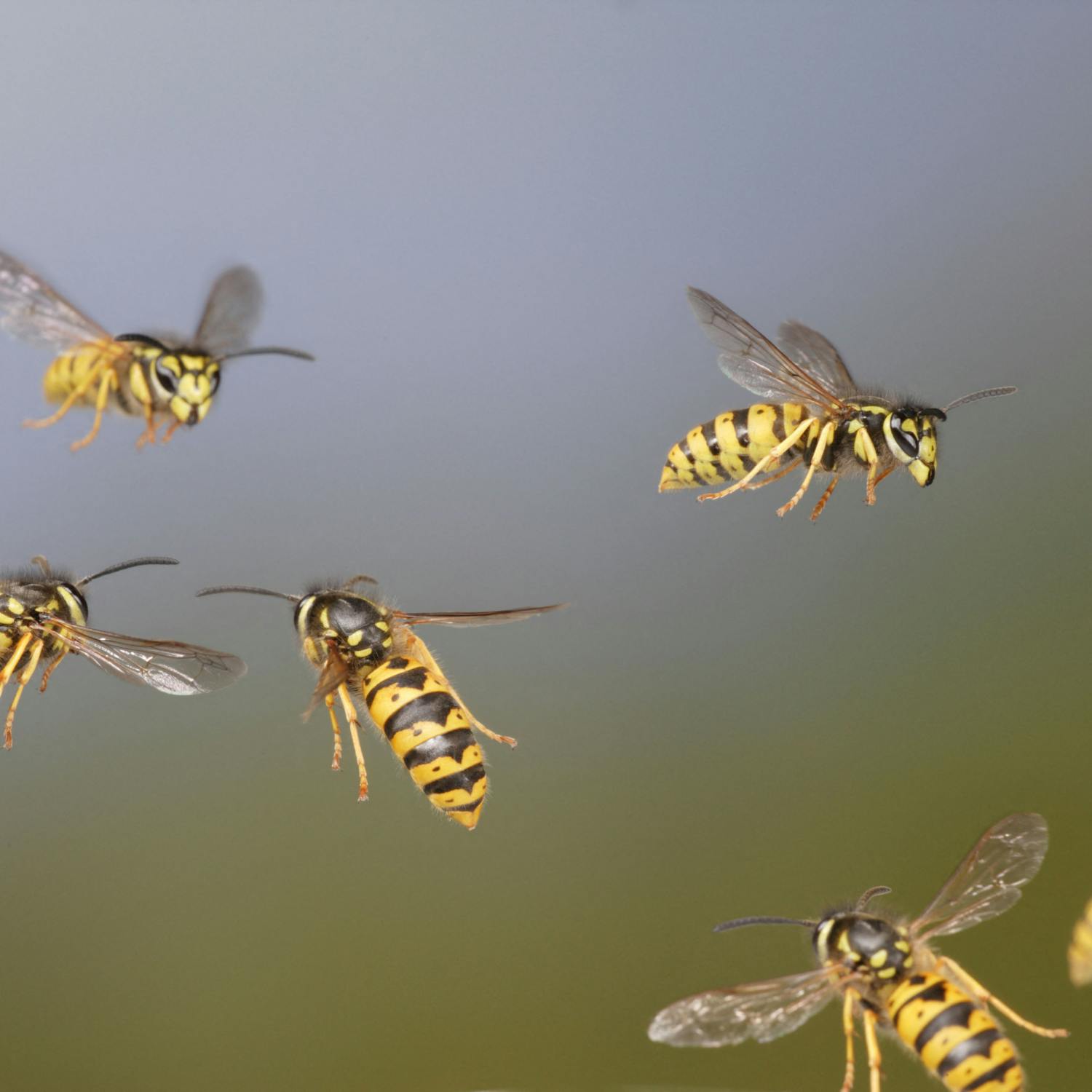 We are in peak swarm season for wasps Image