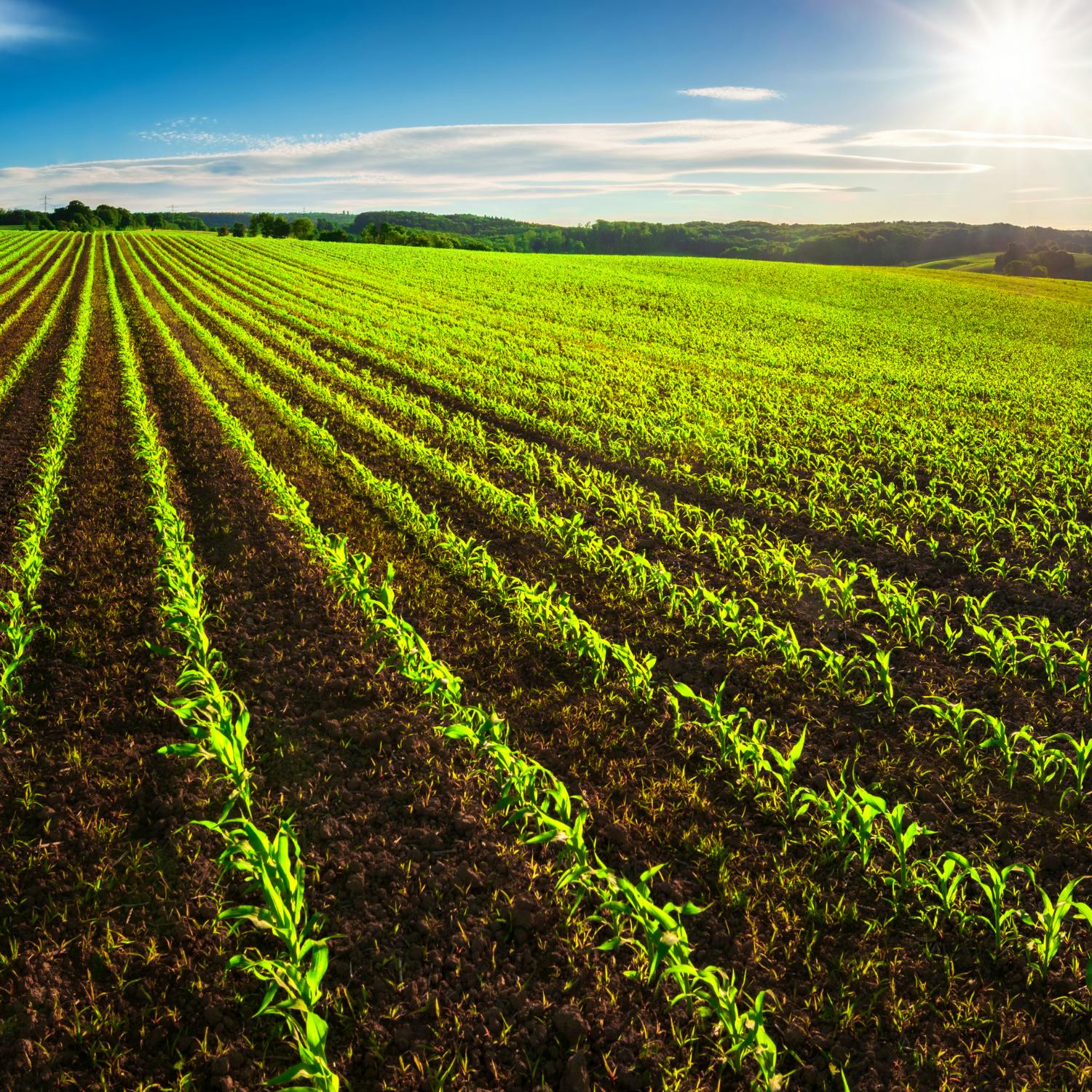 The new agri-food regulator will formally be established later today episode artwork