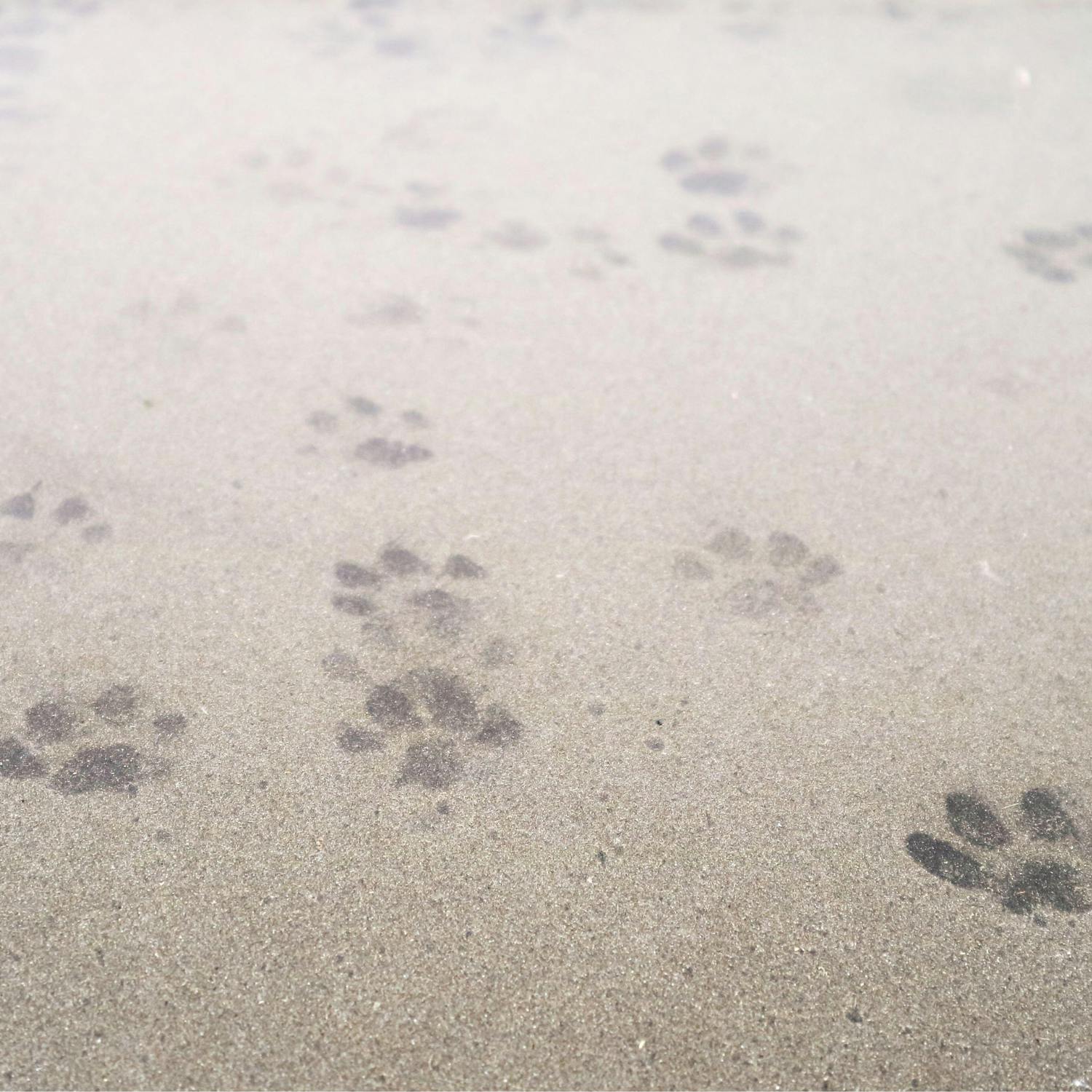 How do you cope after losing a pet?