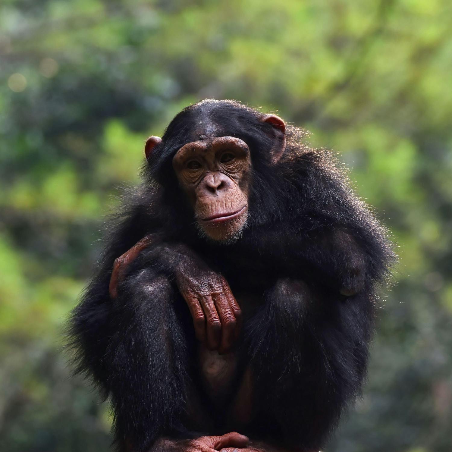 Four Questions: Chimpanzees have accents?