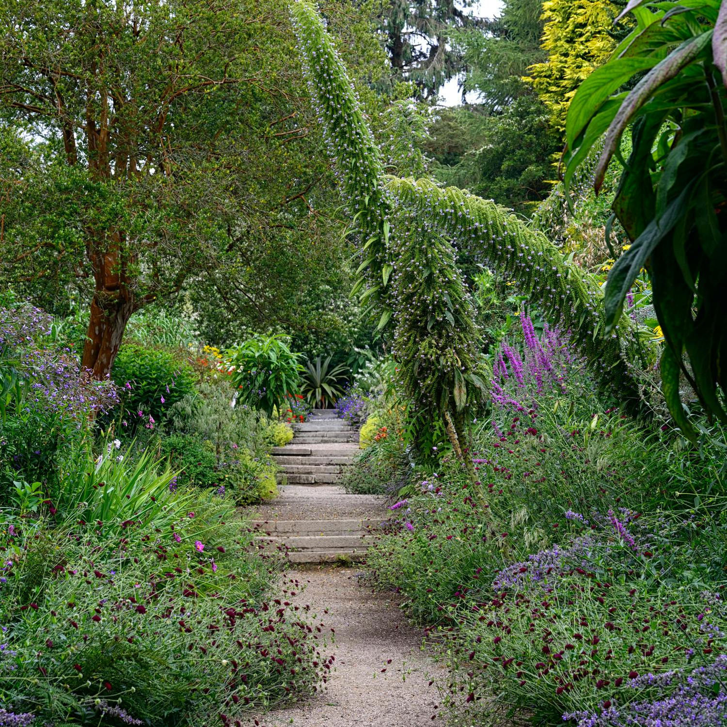 Kilmacurragh Gardens: Wicklow’s hidden wonderland episode artwork