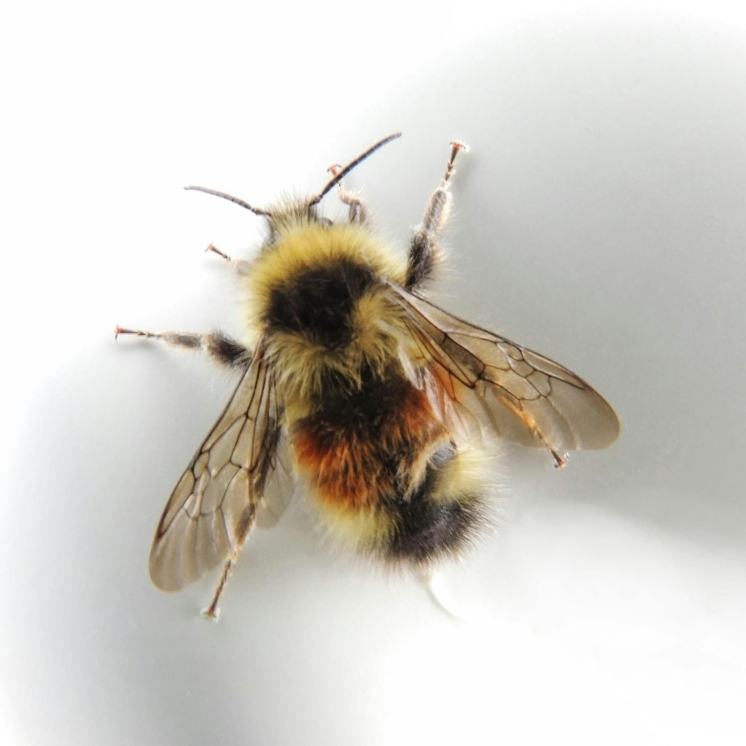 Green Scene: A new superfood for bees