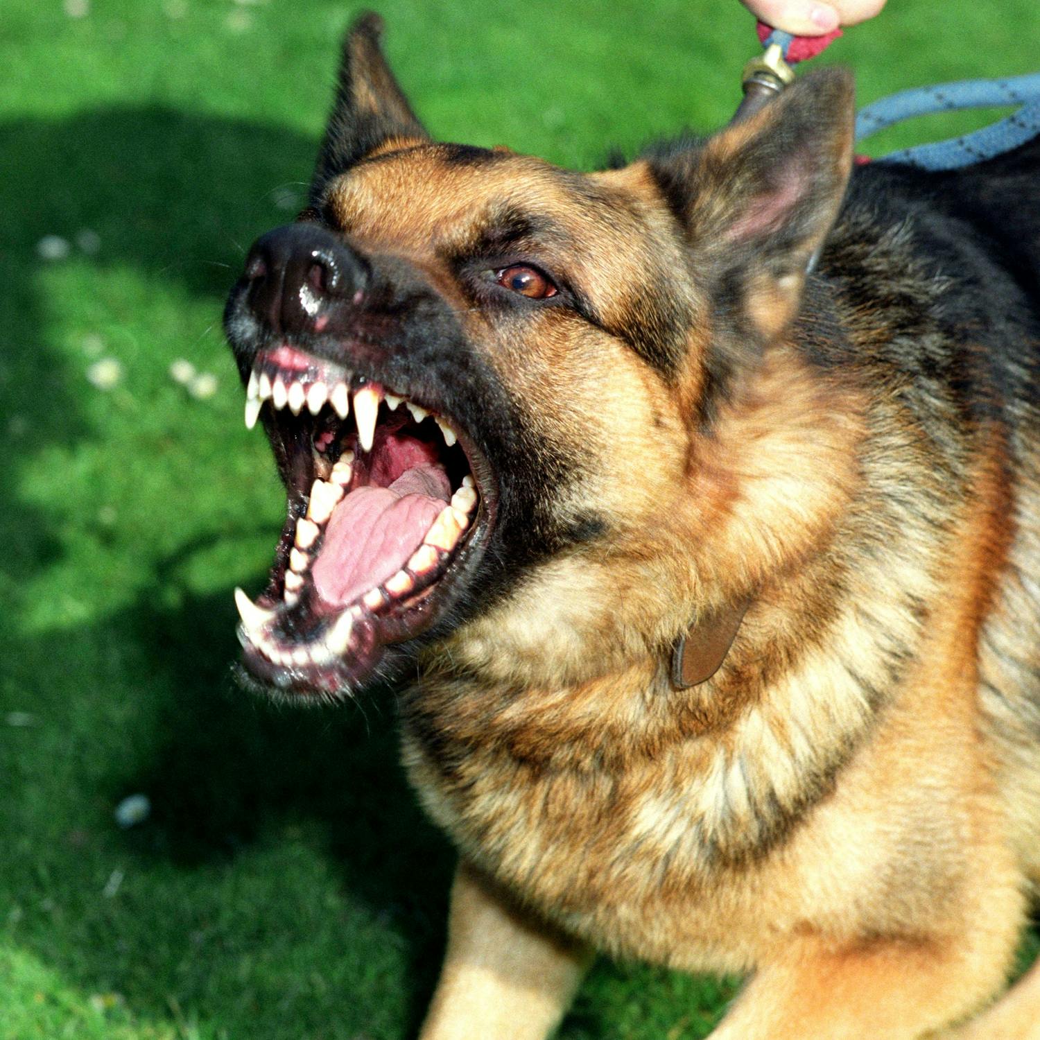 Why is demand for personal protection dogs rising ? episode artwork