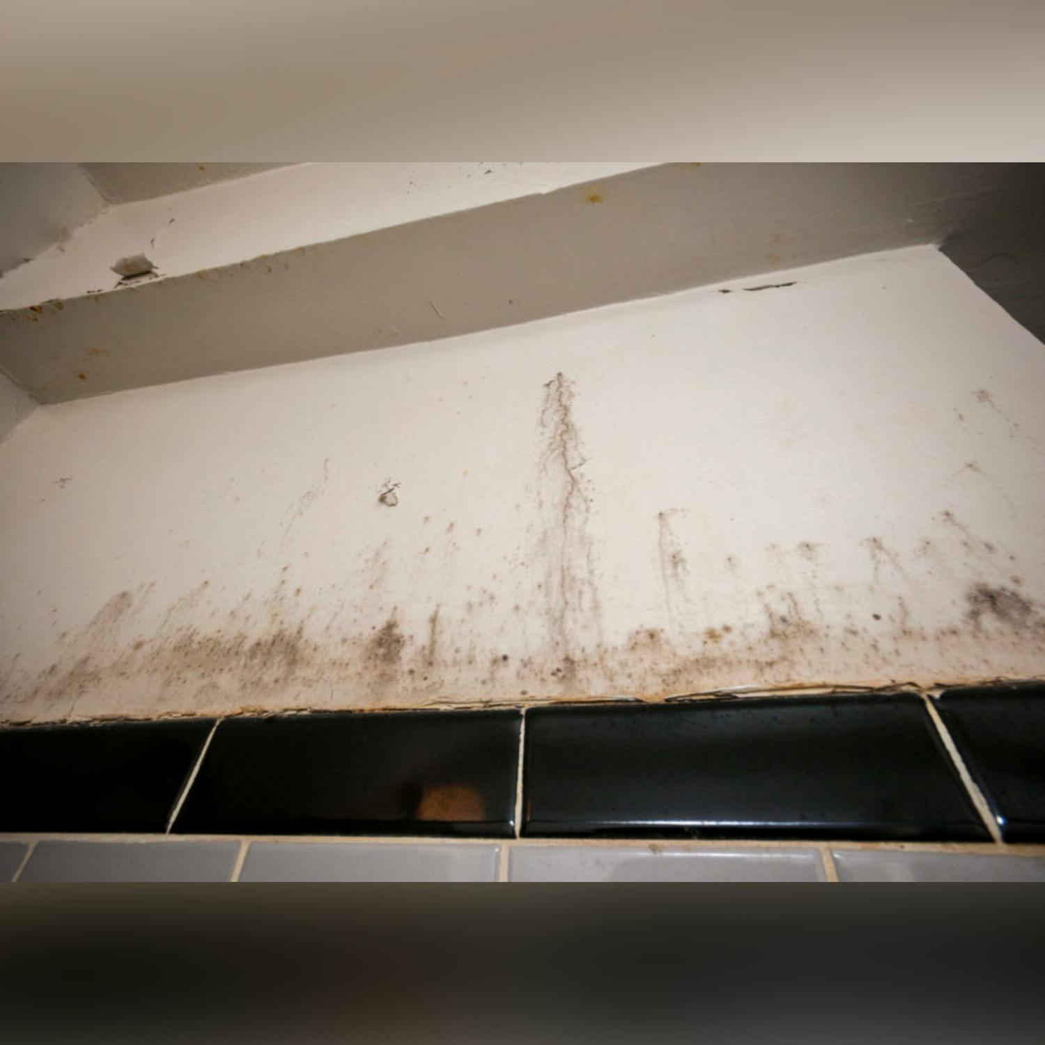 What impact does mold and dampness have on our bodies?