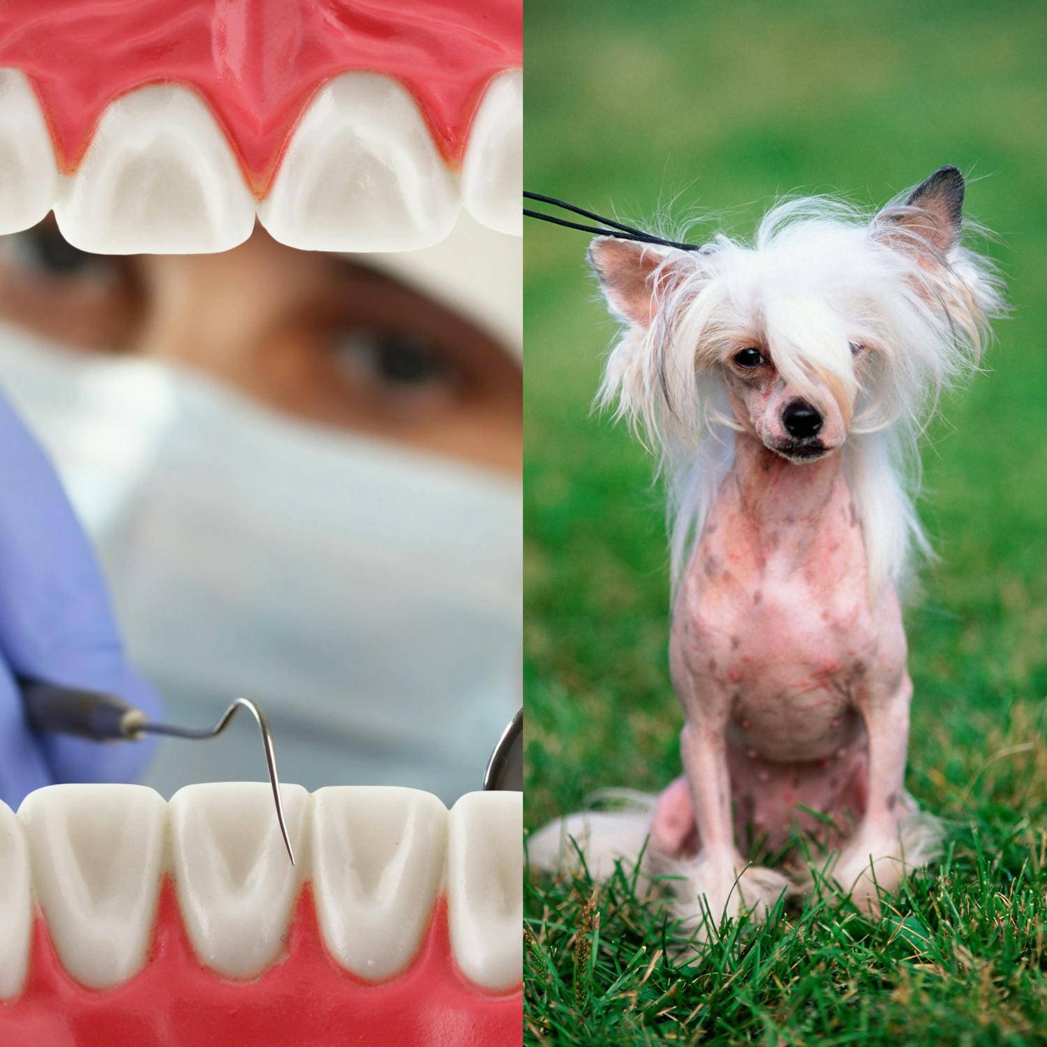 Dentist Appointments, And One Foolish Looking Dog GoLoud Player