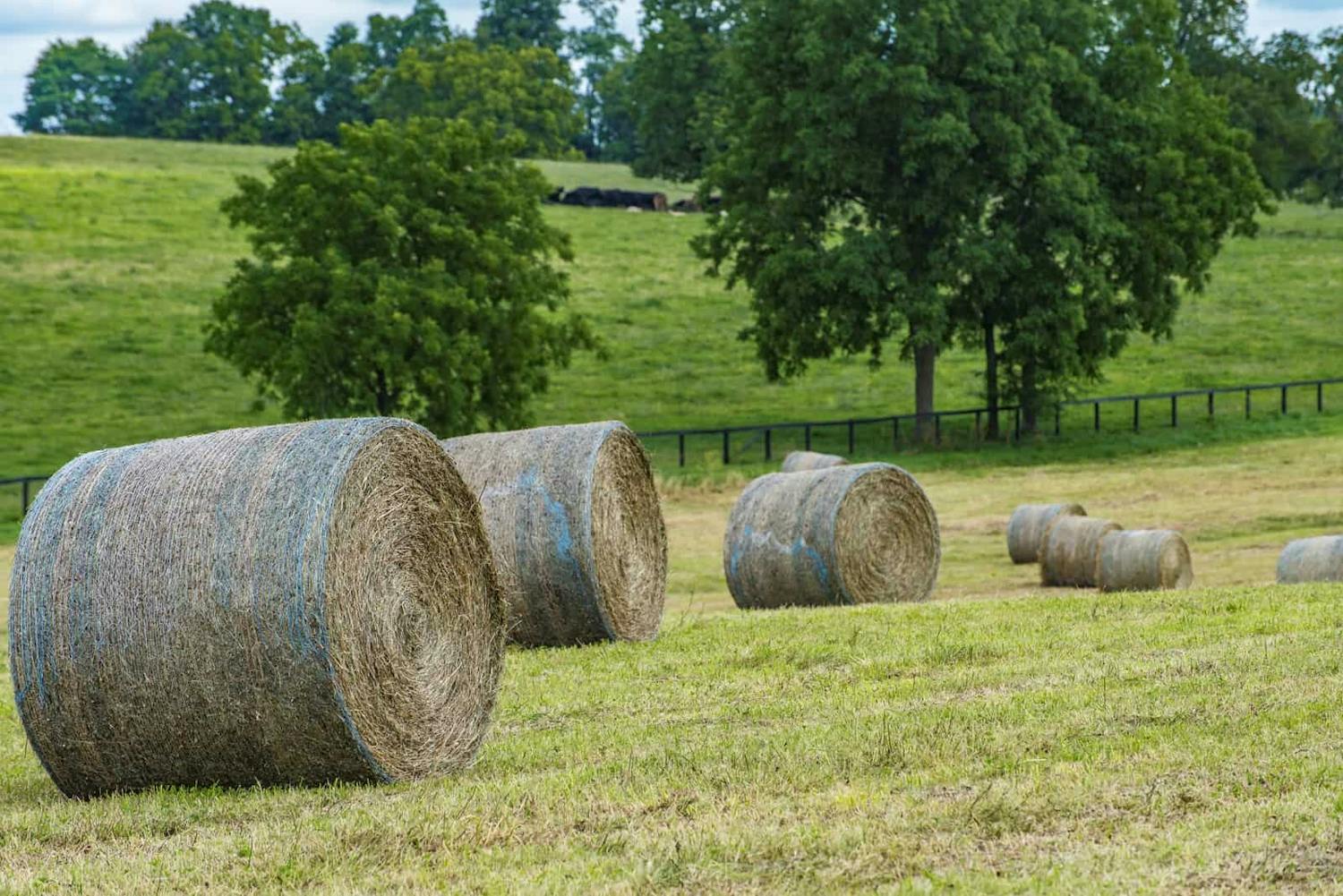 Farming: Hay being taken off the fields after 