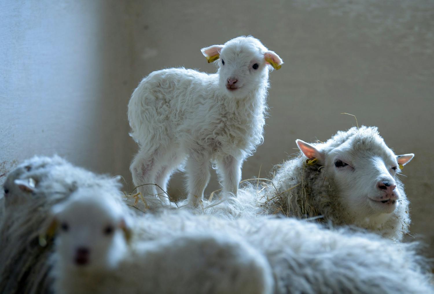 Farming: How's the lambing going?