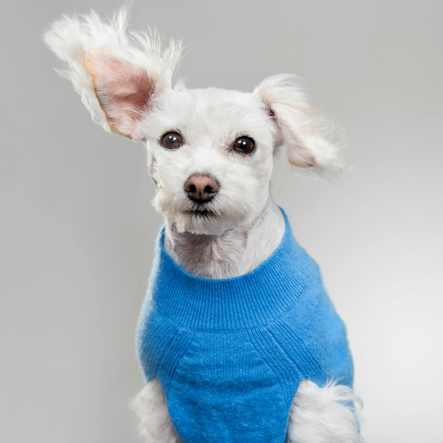 What to do when your dog is in heat?