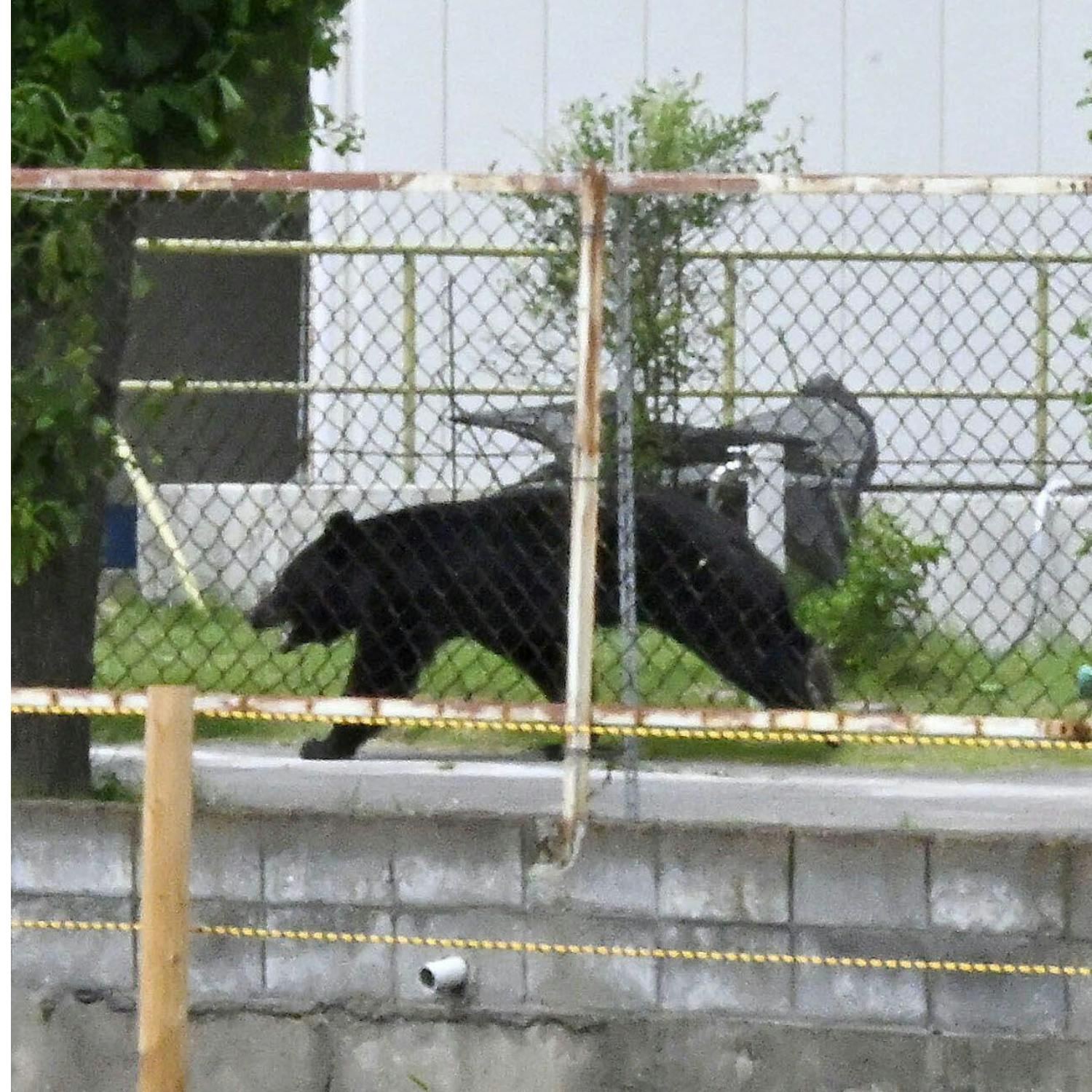 ‘Extremely intelligent’ Japanese bear still at large