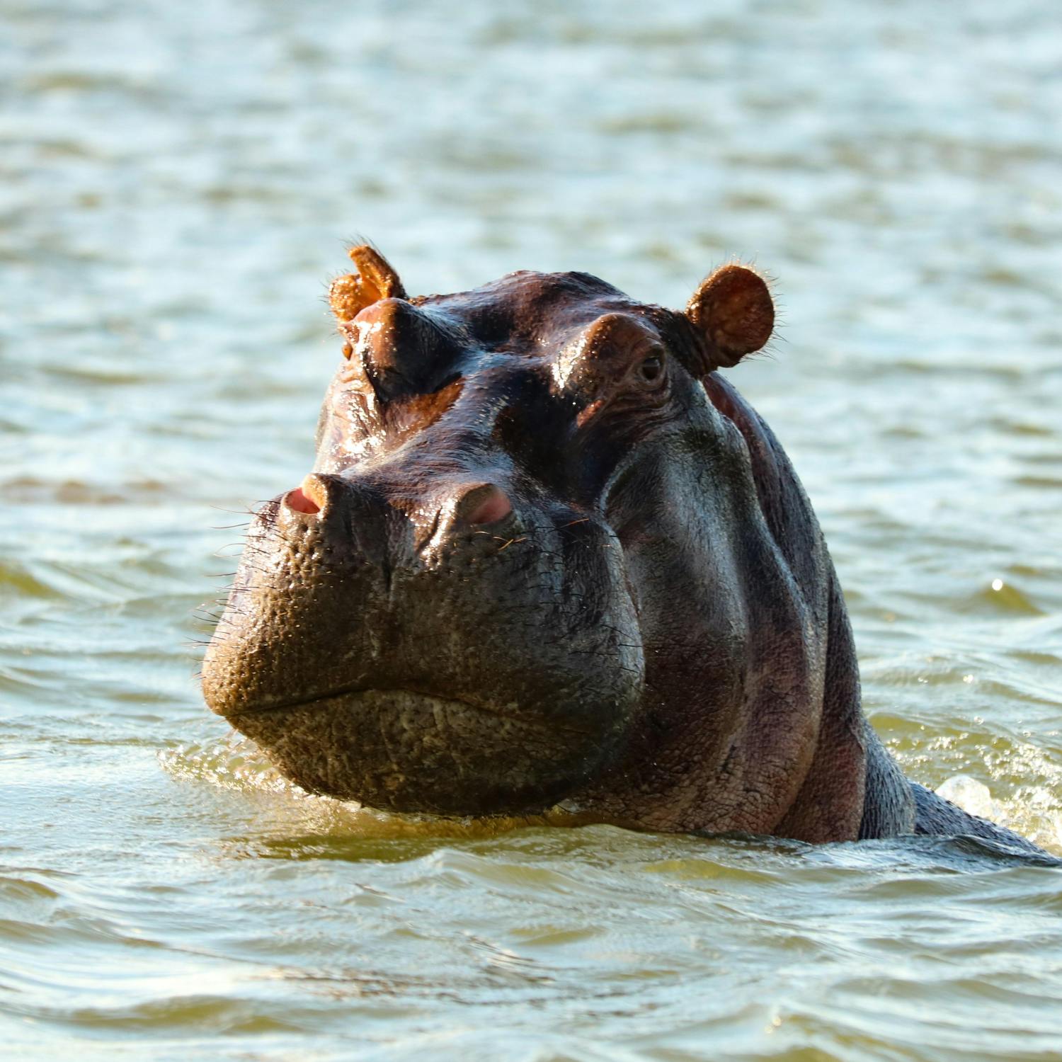 First ever cataract surgery performed on hippo in Dublin Zoo episode artwork