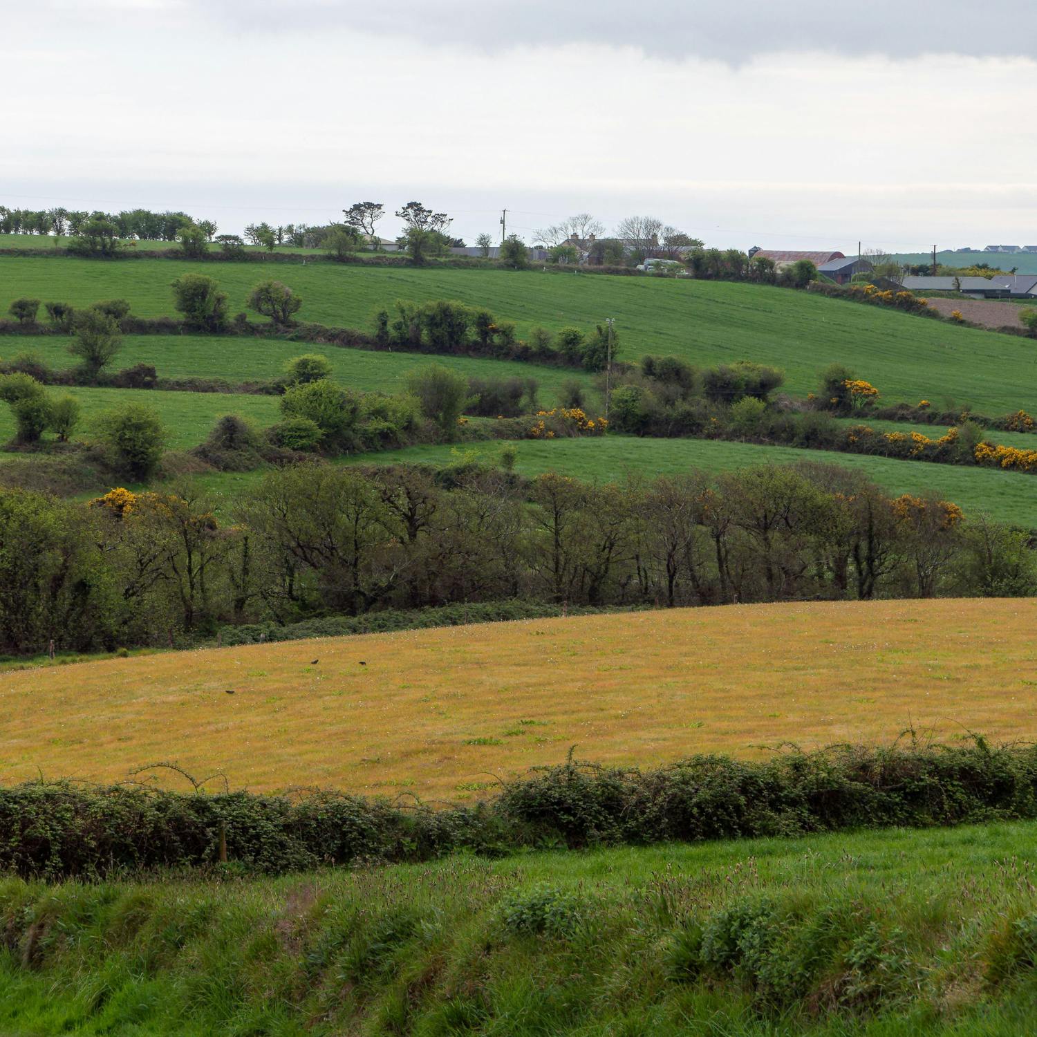 EU commission recommends an extension to Ireland's nitrates derogation