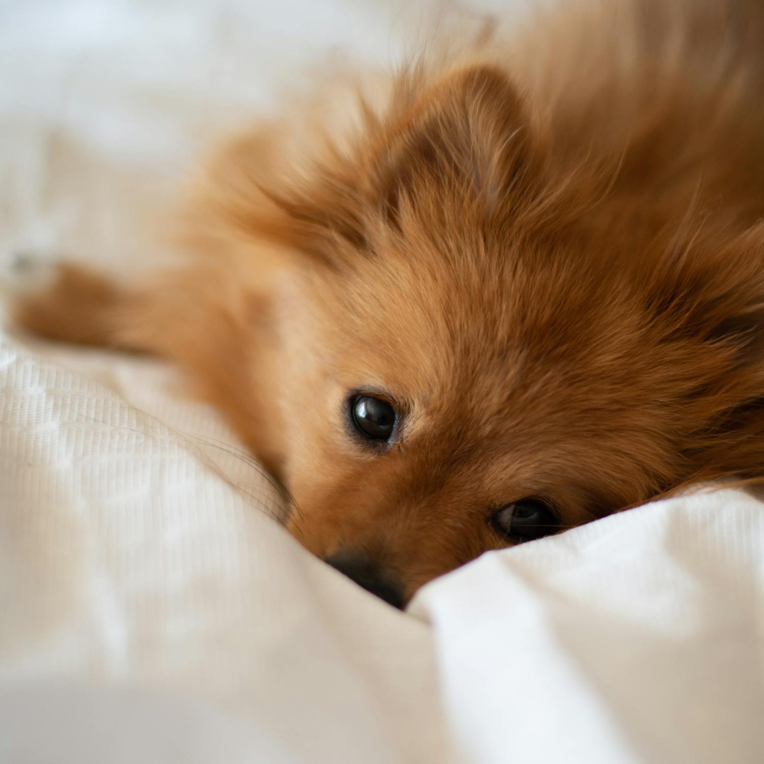 Is it okay to have your dog in the bed?