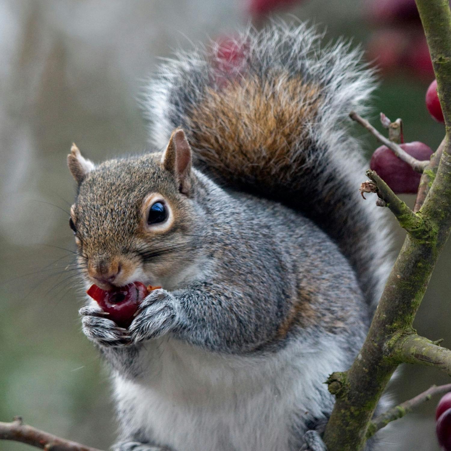 Should there be a cull on grey squirrels?