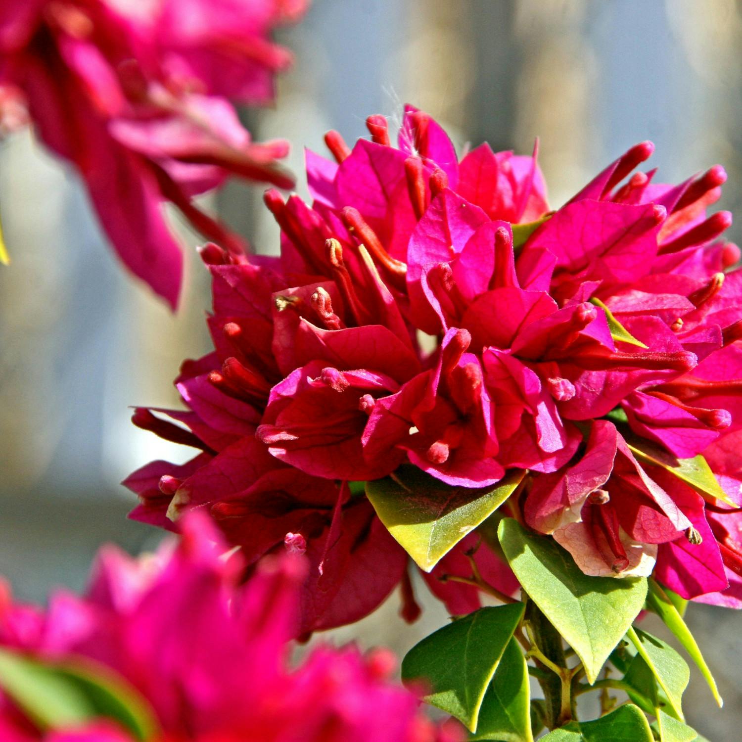 It's time to jump back into the garden ! Image