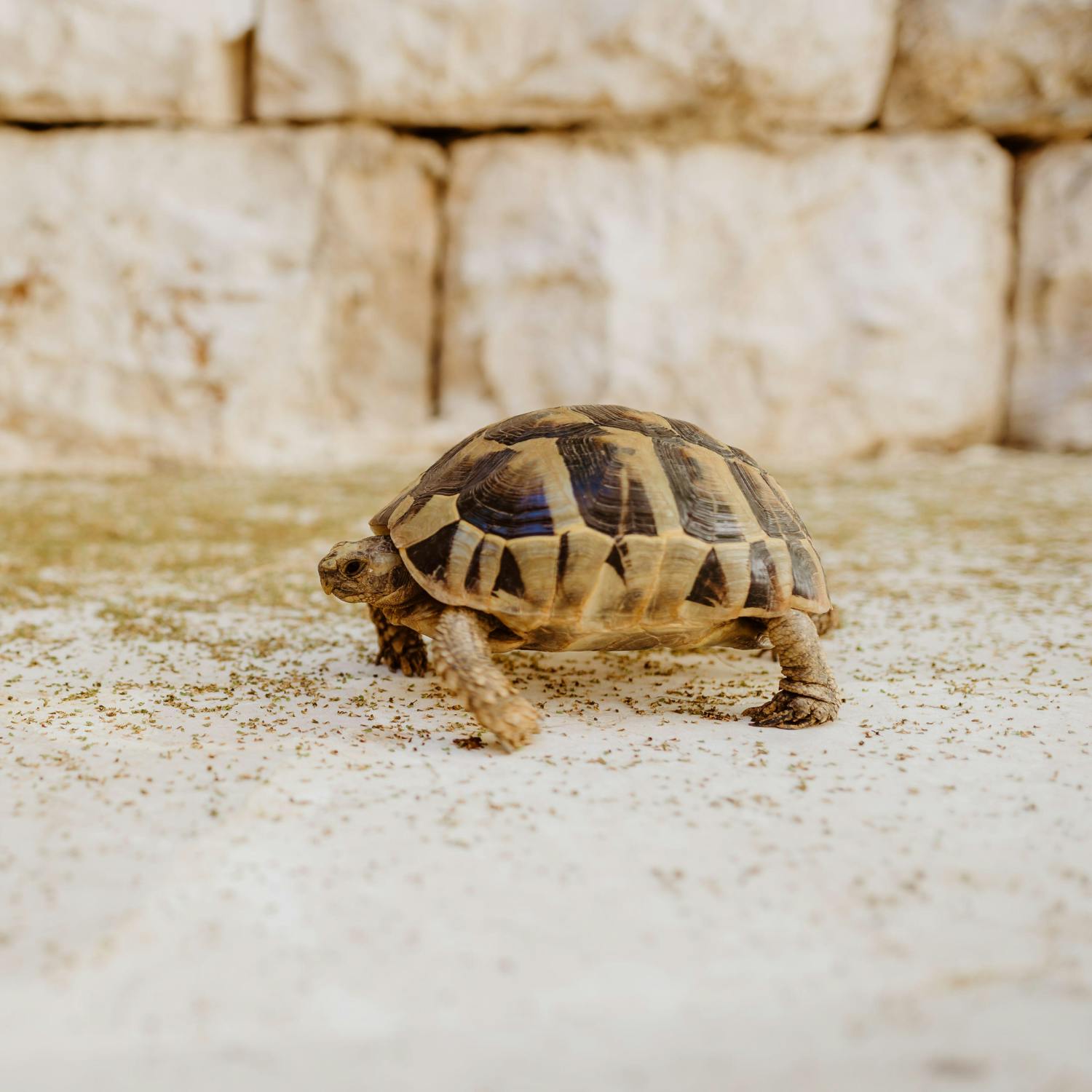 Have you had enough of slow walkers? Have you had enough of slow walkers?