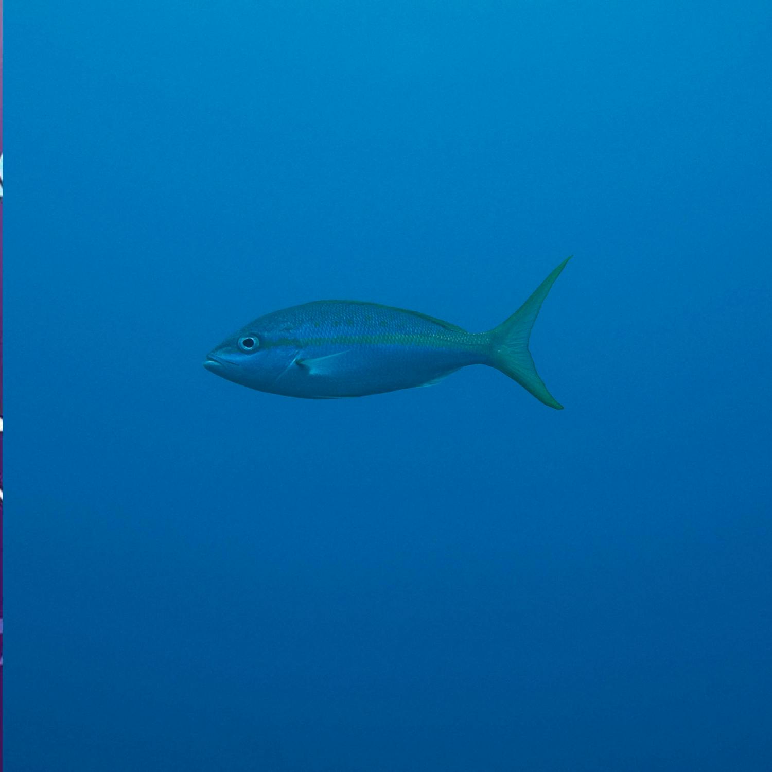 Green Scene: Cleaner laundry with innovation inspired by fish gills Green Scene: Cleaner laundry with innovation inspired by fish gills