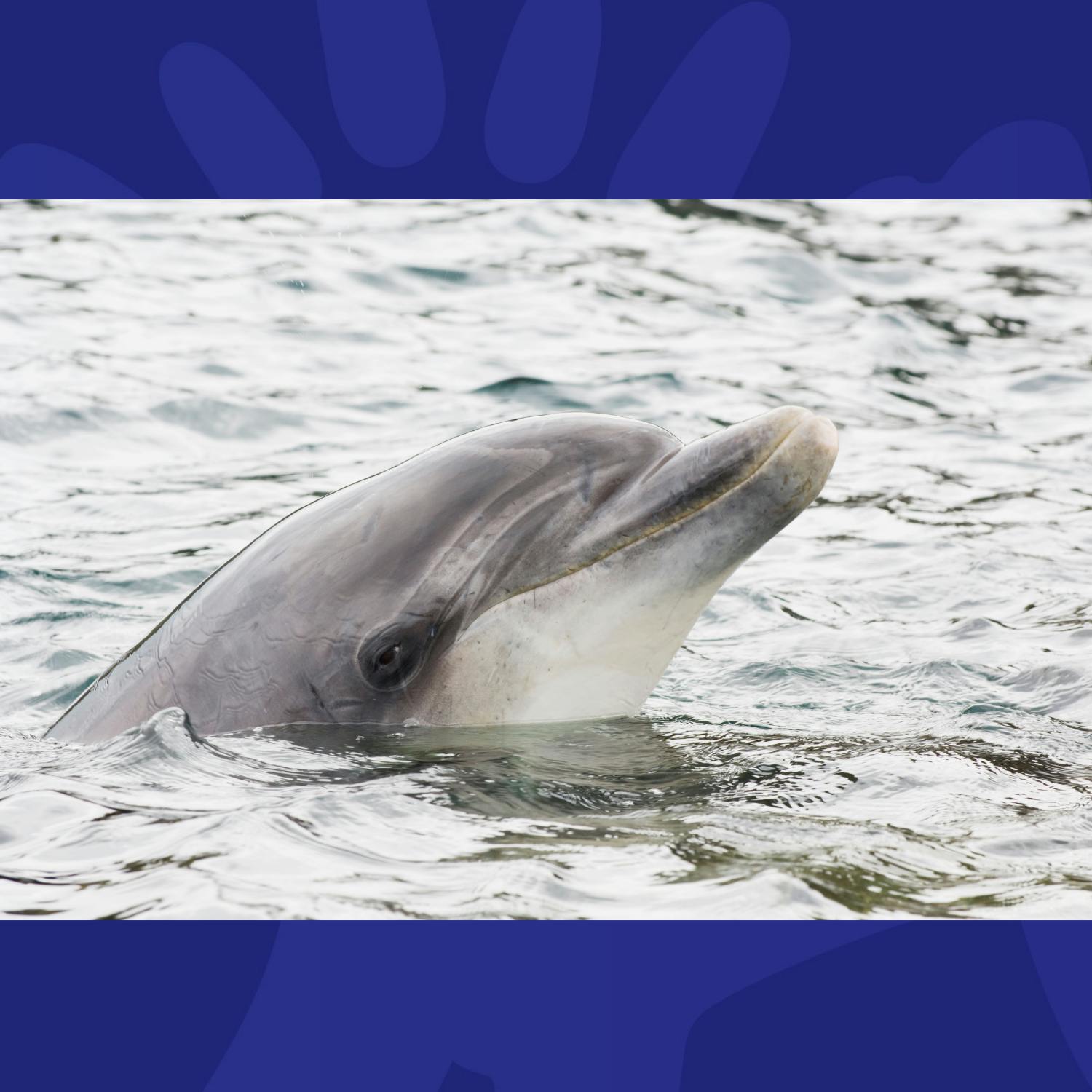 A 20 Year Odyssey Tracking Dolphins In Ireland