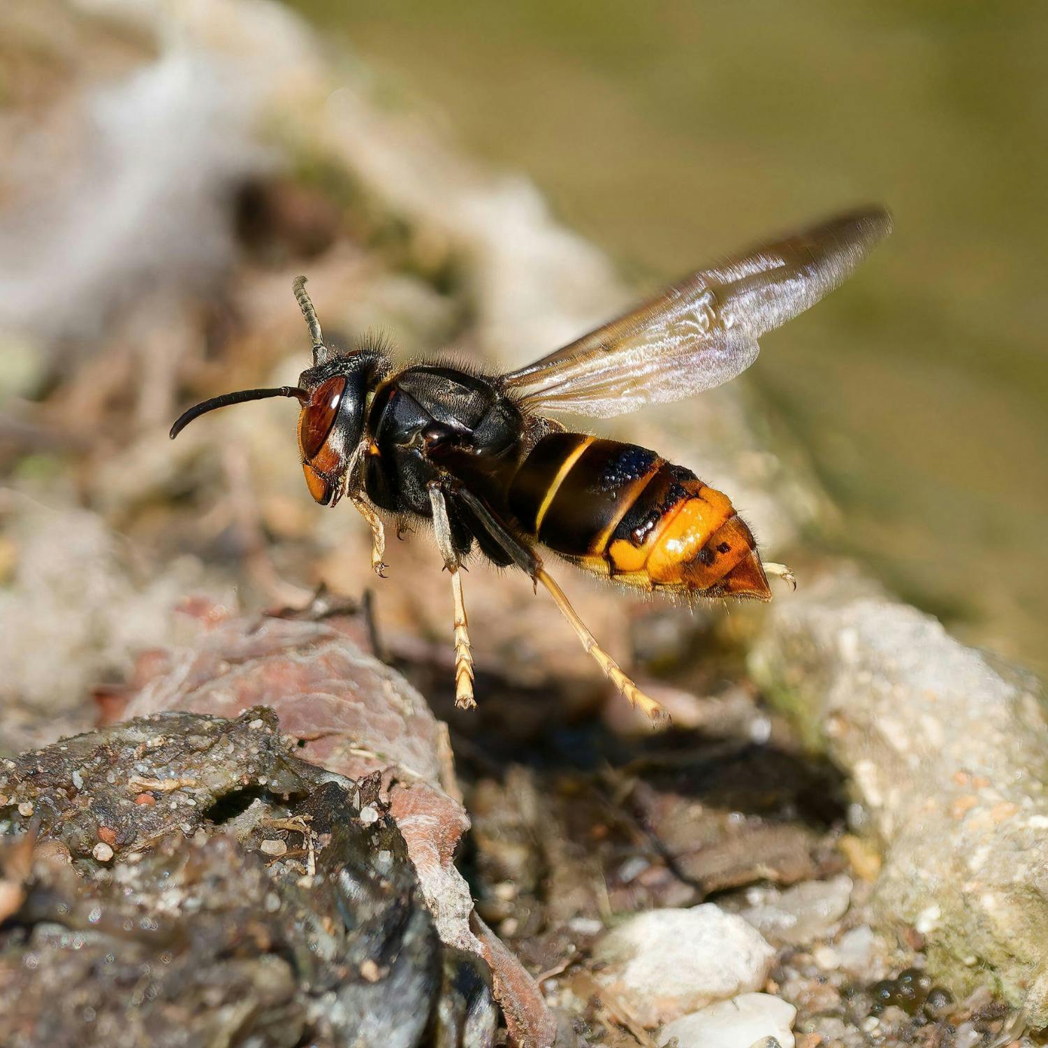 Operation is under way to remove an Asian hornets nest in Cork