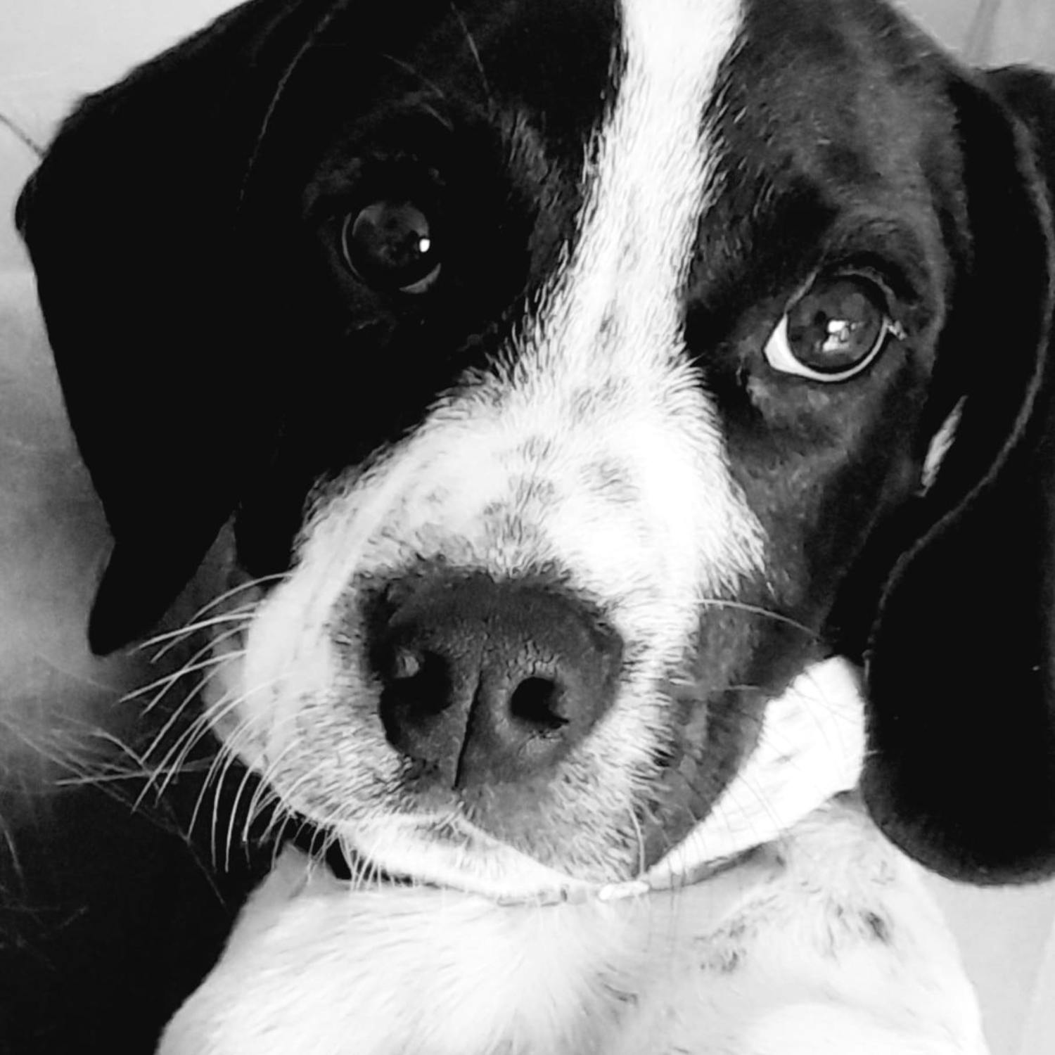 Henry McKean reports on 'National Pet Day'