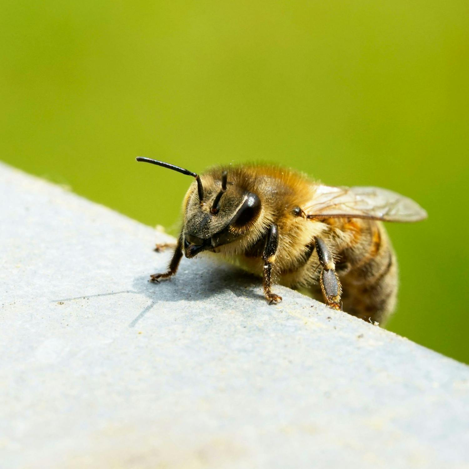 The impact drought has on bees