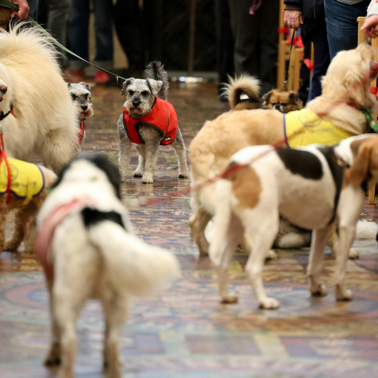 New research on the likelihood of children being victims of dog attacks