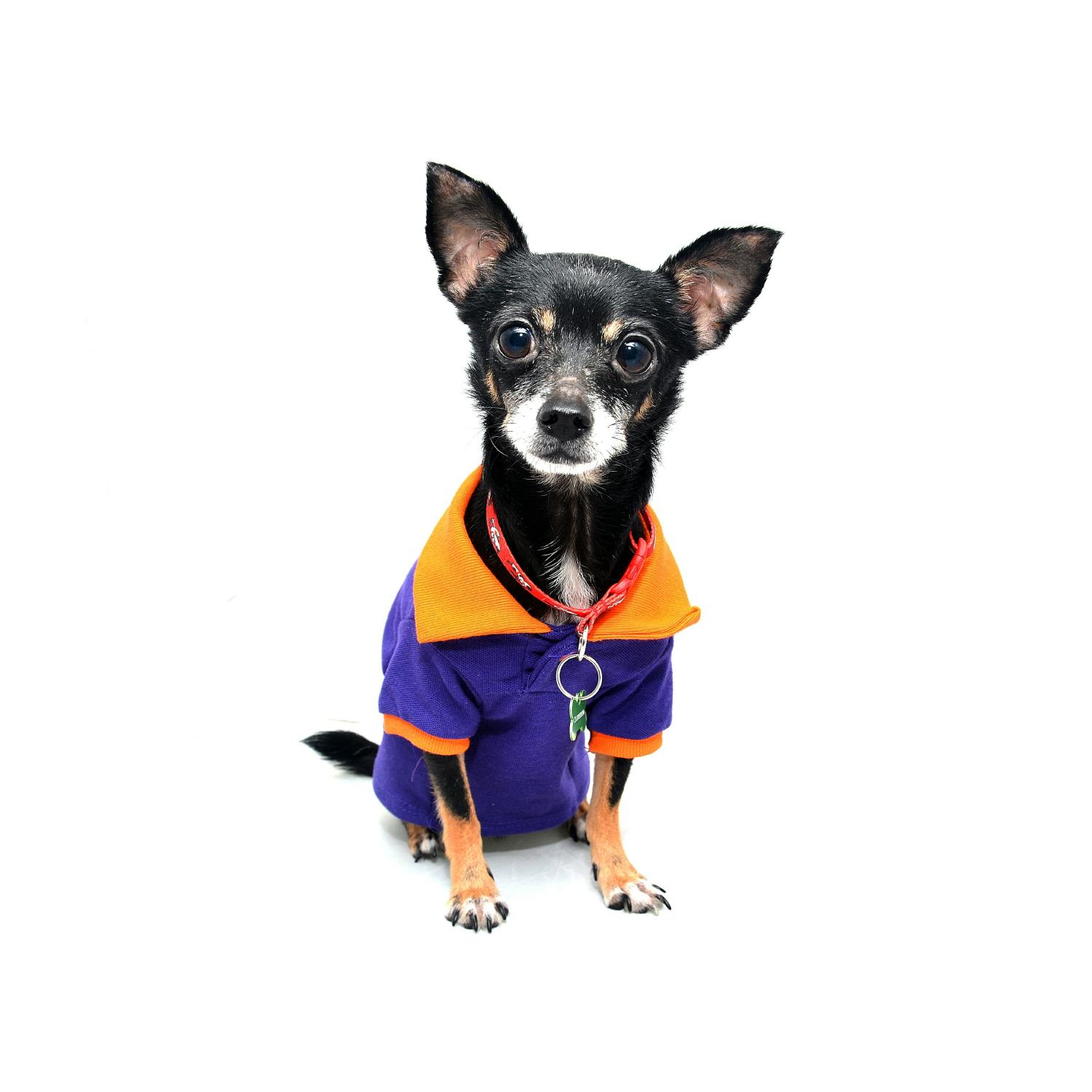 Are we pampering our dogs too much?