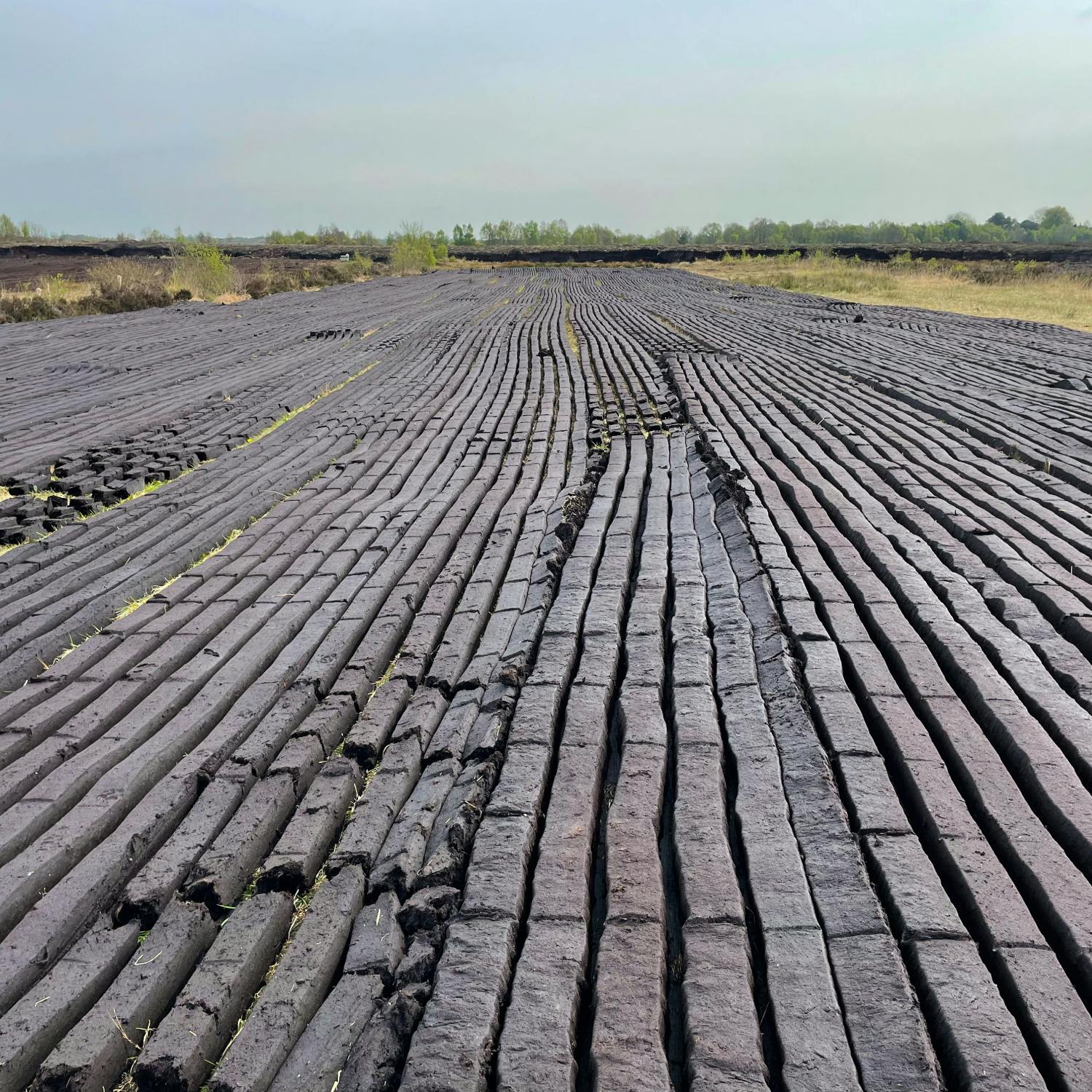 How are we exporting €40 million of peat with no peat extraction industry?