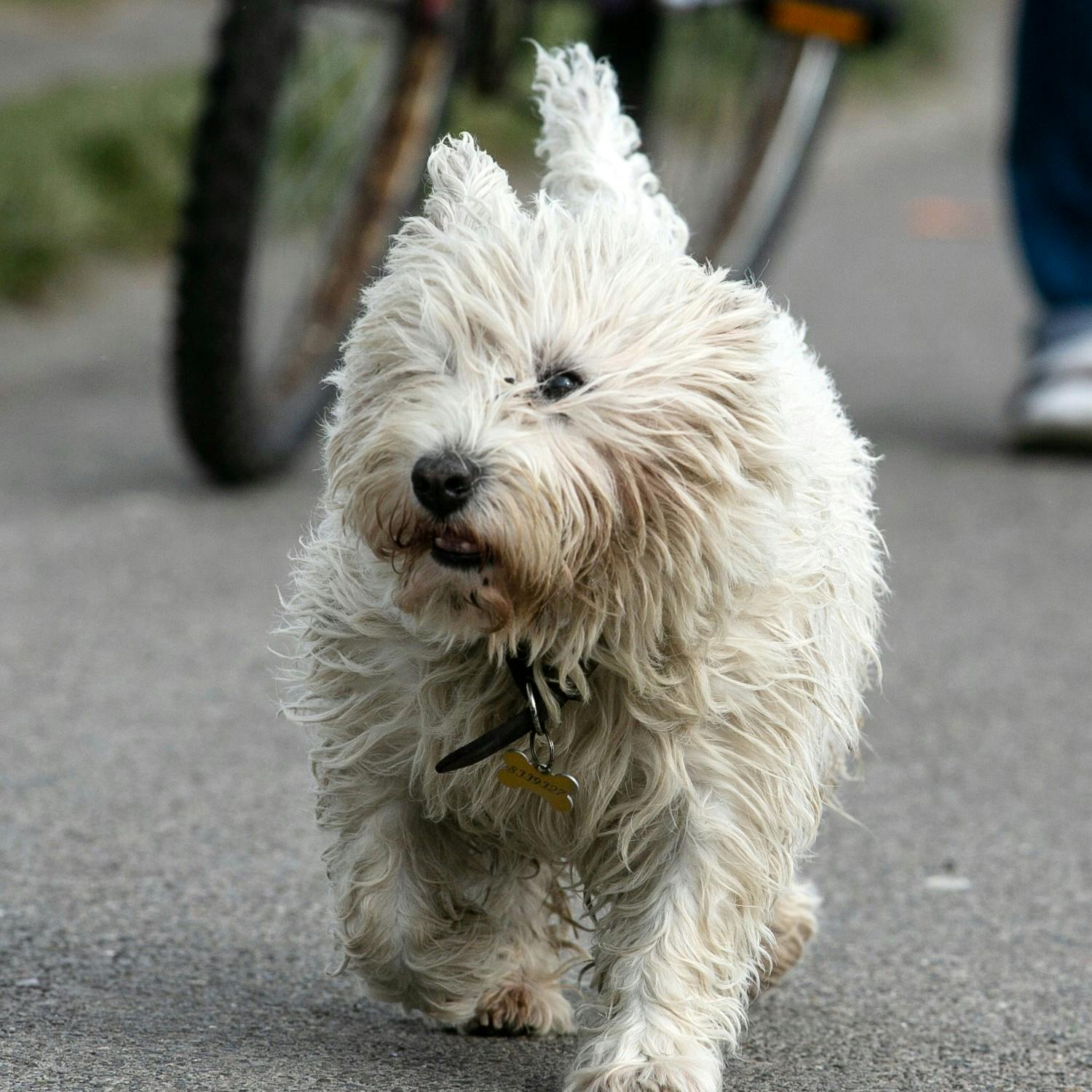 cover of episode The popularity of pet-friendly establishments