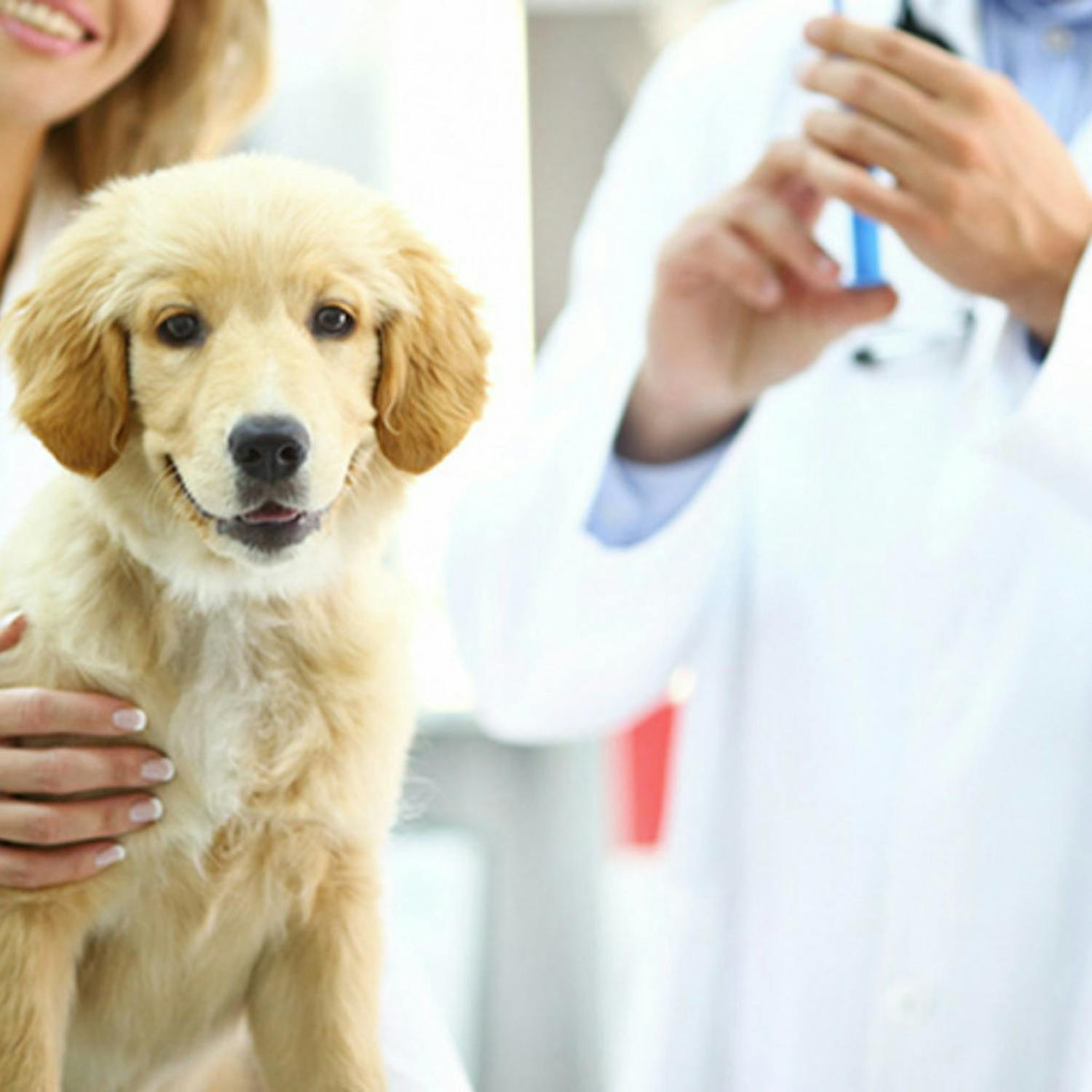 How anti-vaxxers are affecting pets