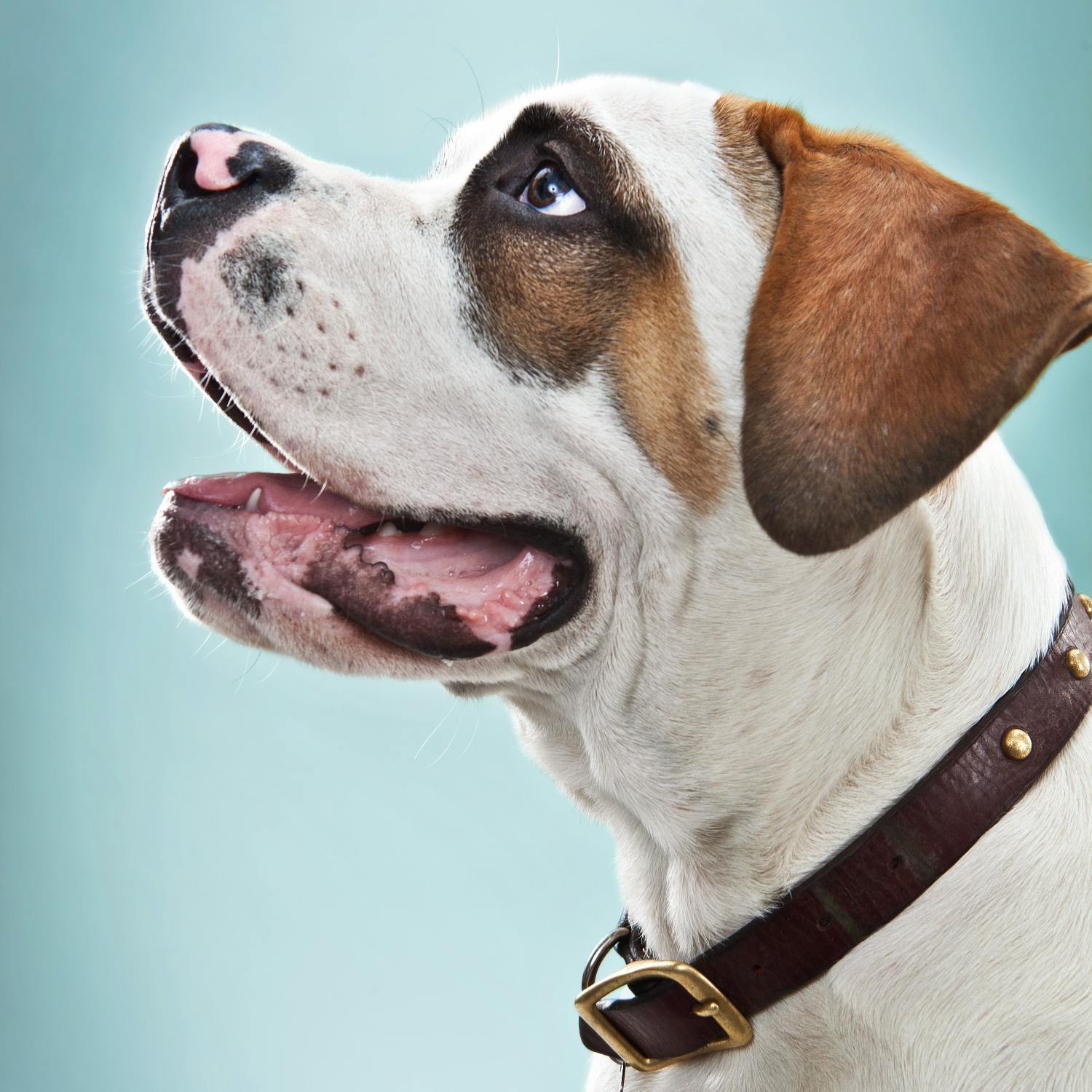 Ask the Expert: Pete the Vet