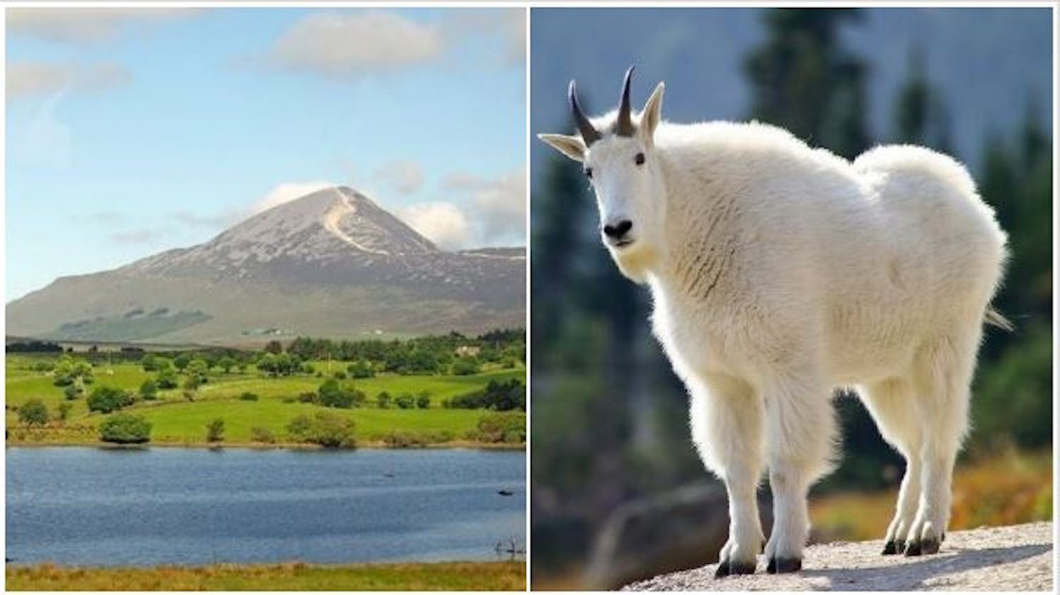 One Woman's Mission To Climb Croagh Patrick Like A Goat