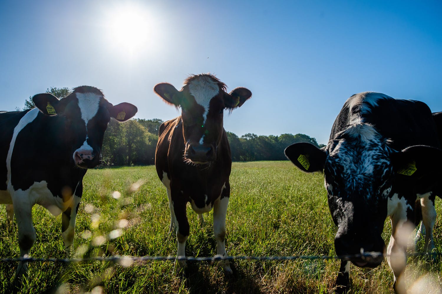 Farming: The Actual Spring has arrived-Men in shorts, Lawnmowers & Cows out to graze