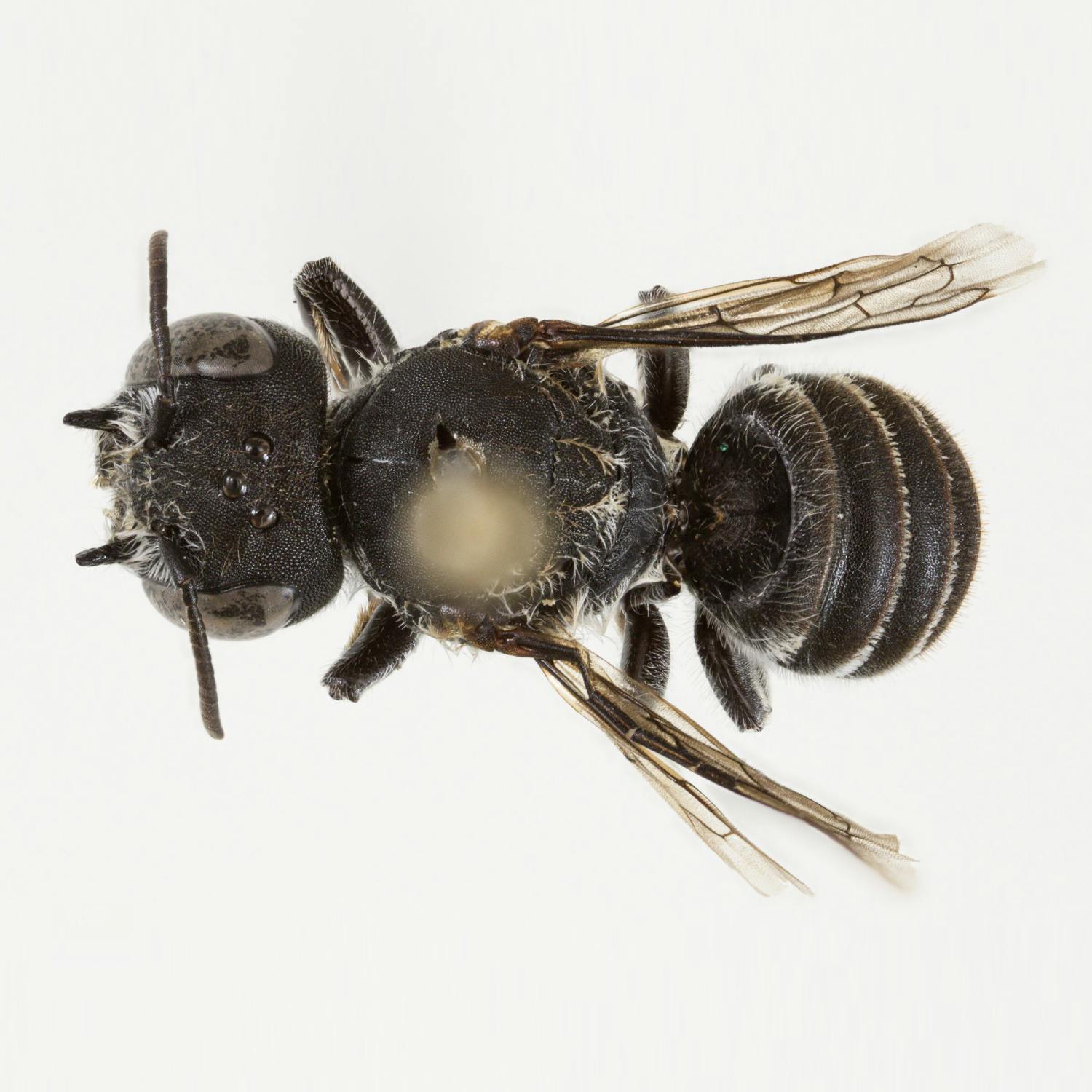 New ‘Lucifer’ bee discovered New ‘Lucifer’ bee discovered