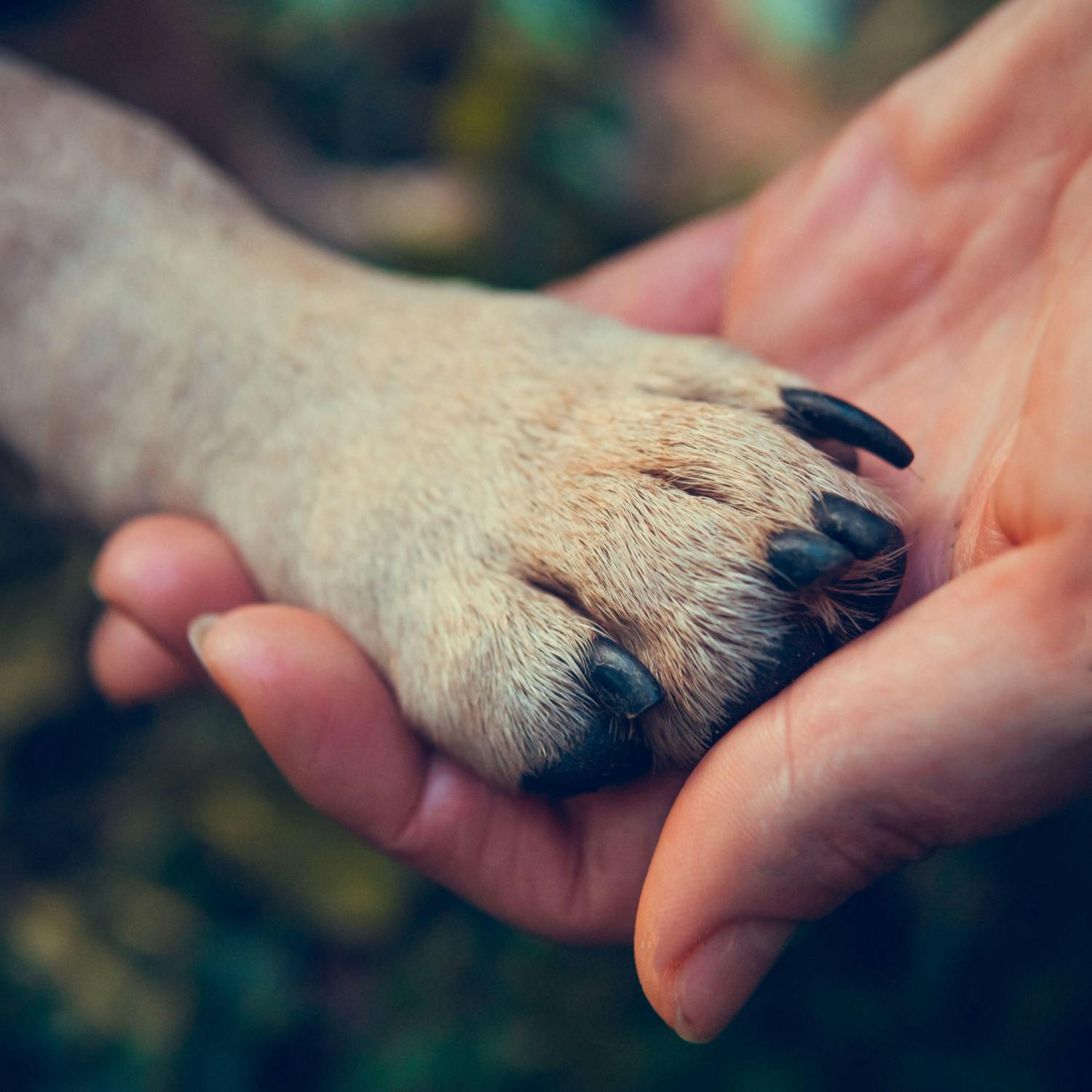 Would you like to see pet bereavement leave?