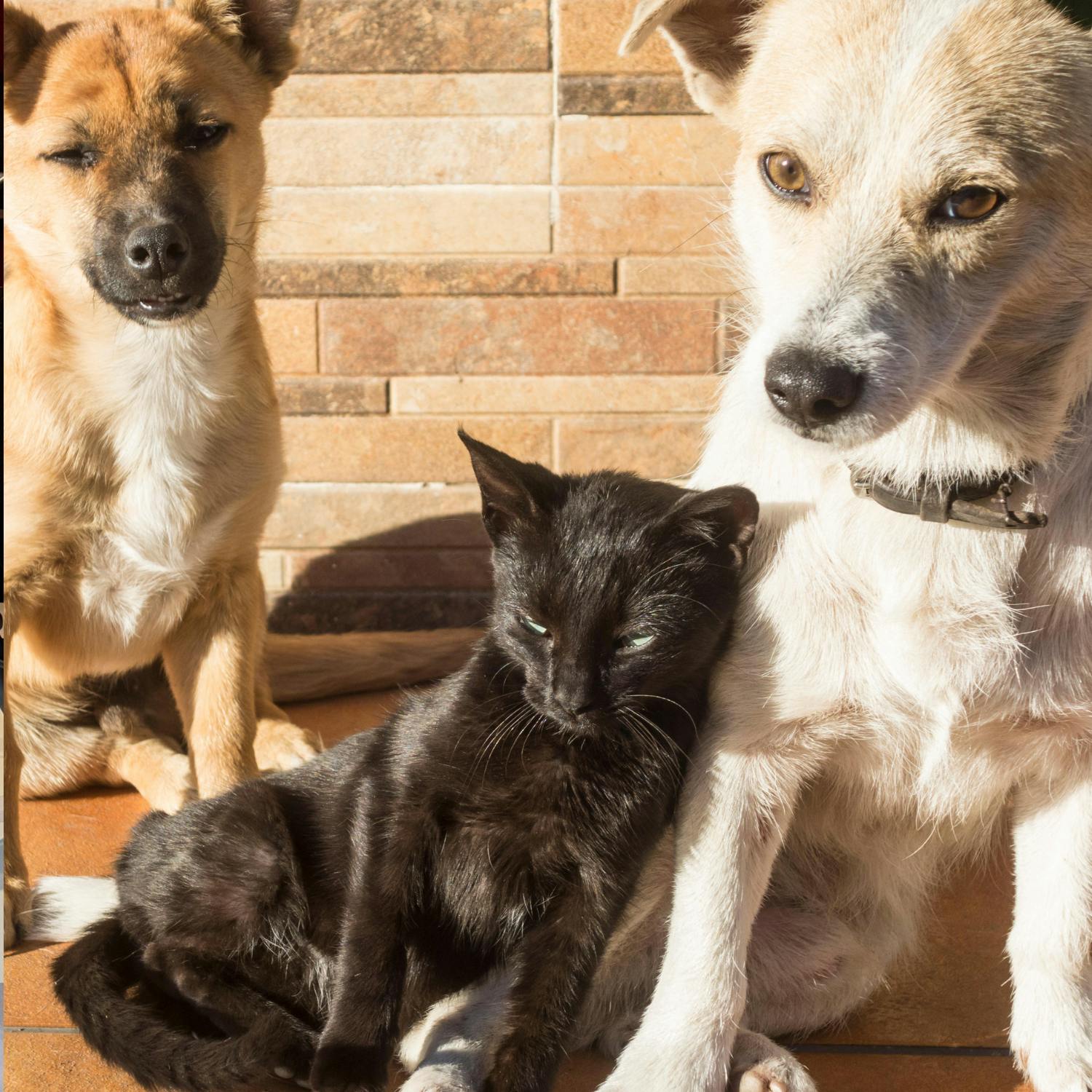 A rising number of pets are being handed into rescue centres A rising number of pets are being handed into rescue centres